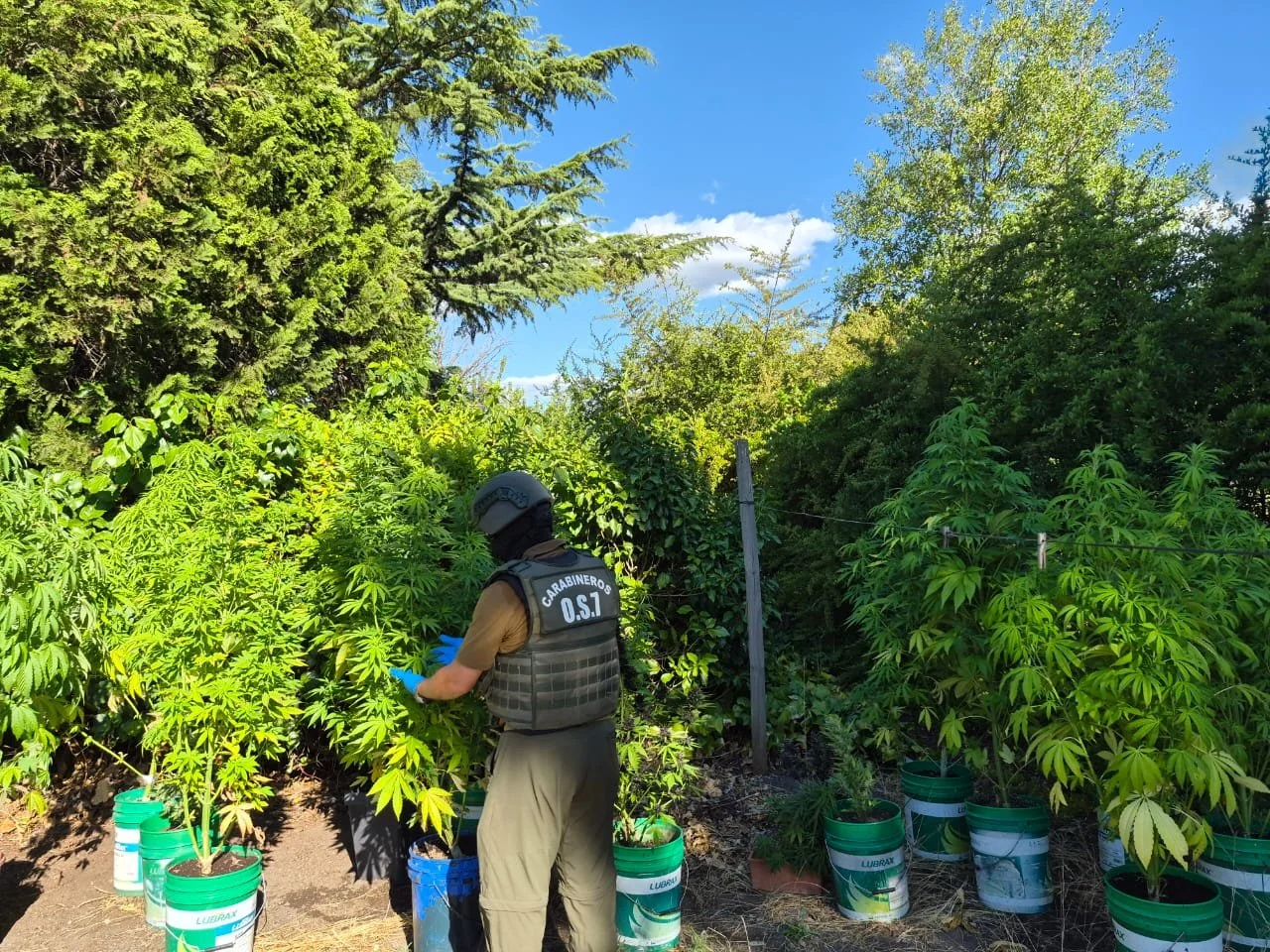 En menos de 24 horas: Carabineros del OS7 Ñuble incautó más de 21.500 dosis de drogas avaluadas en 138 millones de pesos