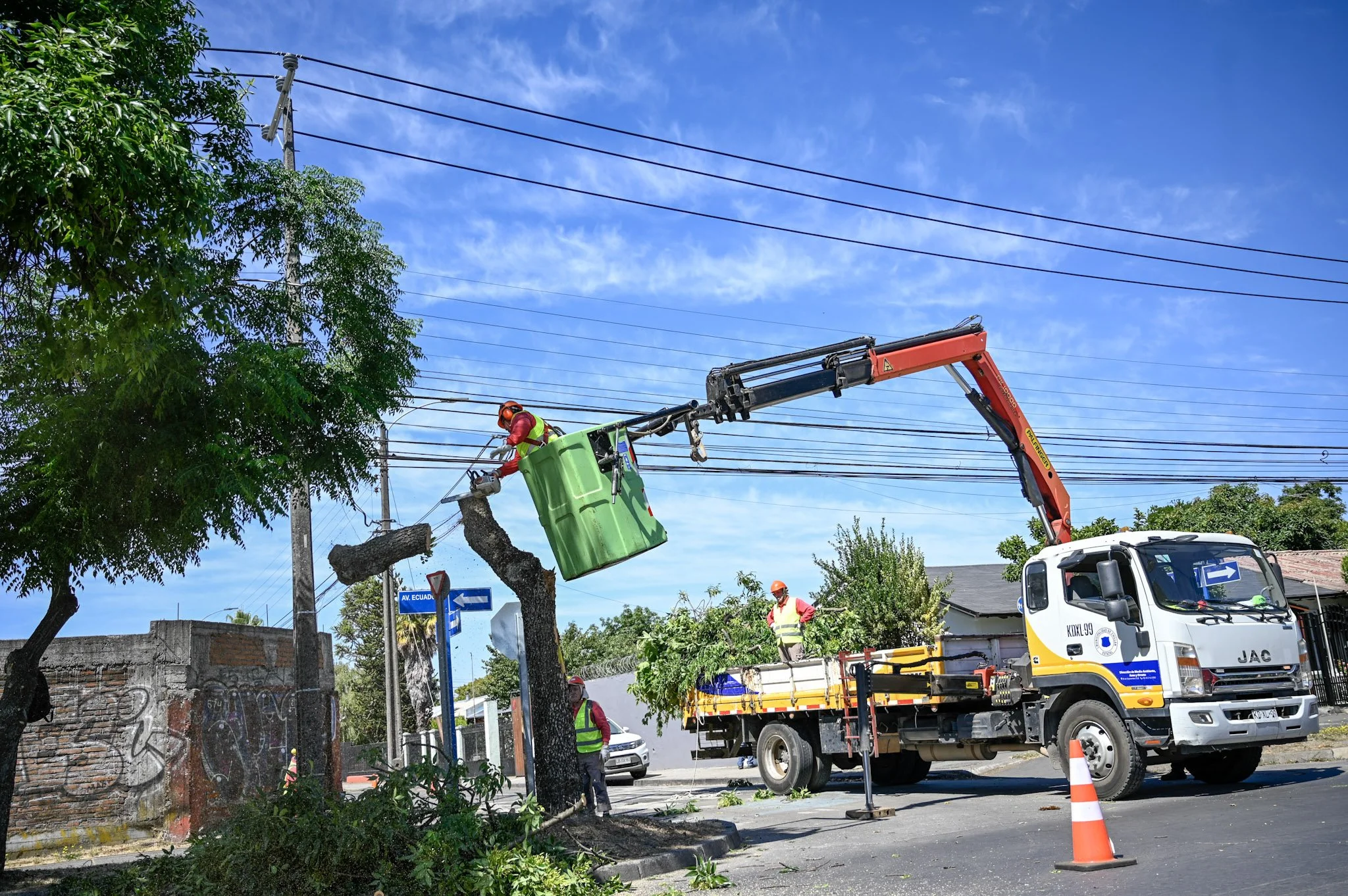 Municipio realiza eliminación preventiva de árboles en mal estado fitosanitario