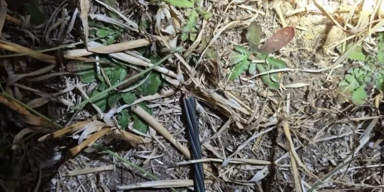 Delincuentes robaron 1 kilómetro de cables de línea de Transmisión CGE en San Carlos