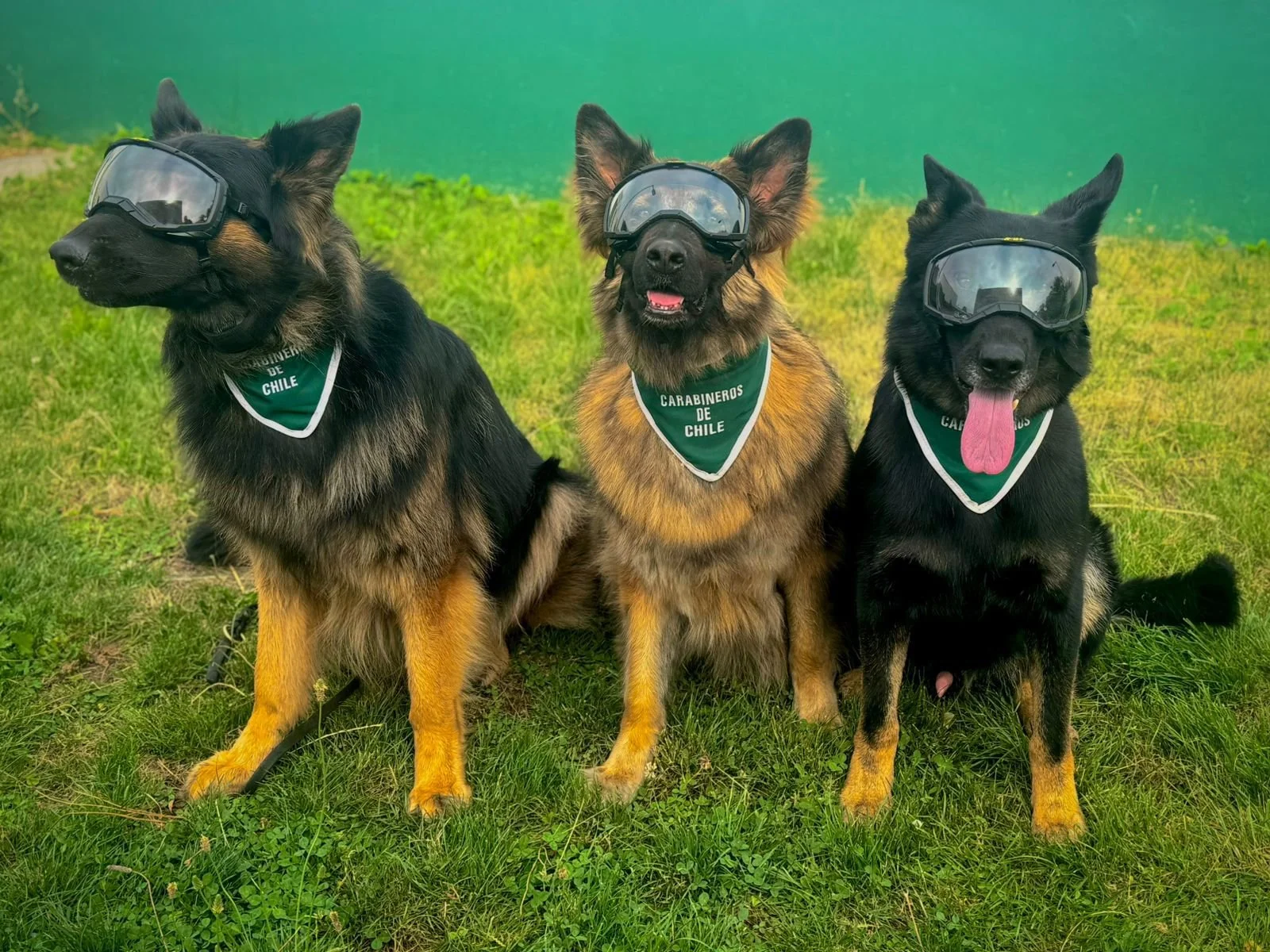 Carabineros y canes institucionales: una alianza clave para la seguridad y la cercanía con la comunidad en Chillán