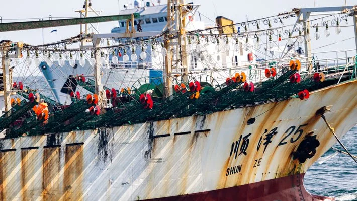 Informe internacional alerta a Chile por depredación de jibias por parte de flotas chinas y fuerte alza de recaladas