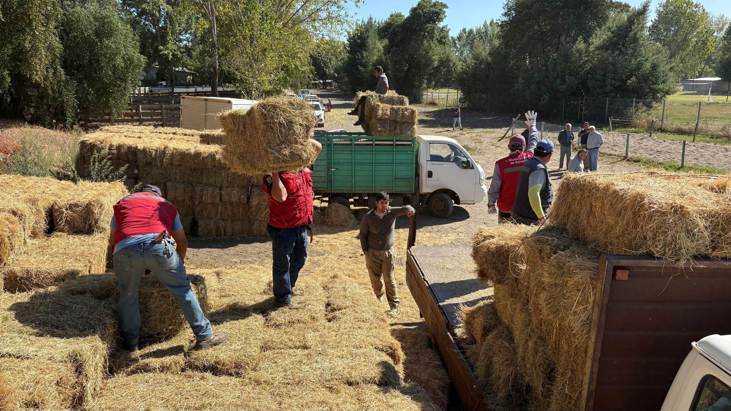 600 fardos llegan a cinco comunas de Ñuble para asegurar alimentación animal tras incendios forestales