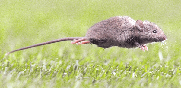 Seremi de Salud de Ñuble informa segundo caso de Hantavirus en Ñuble&nbsp;