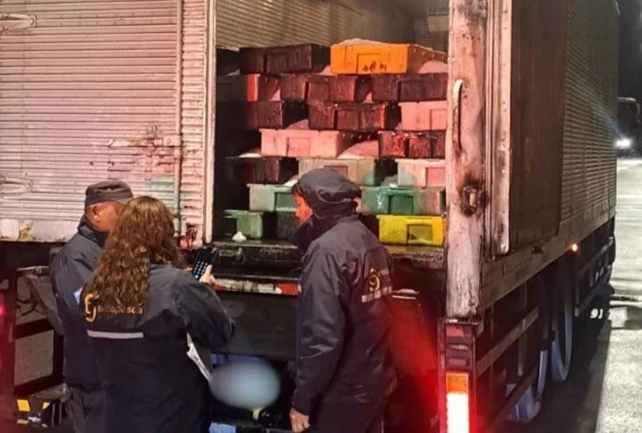 Incautan más de 9 toneladas de merluza de origen ilegal en ruta del Itata