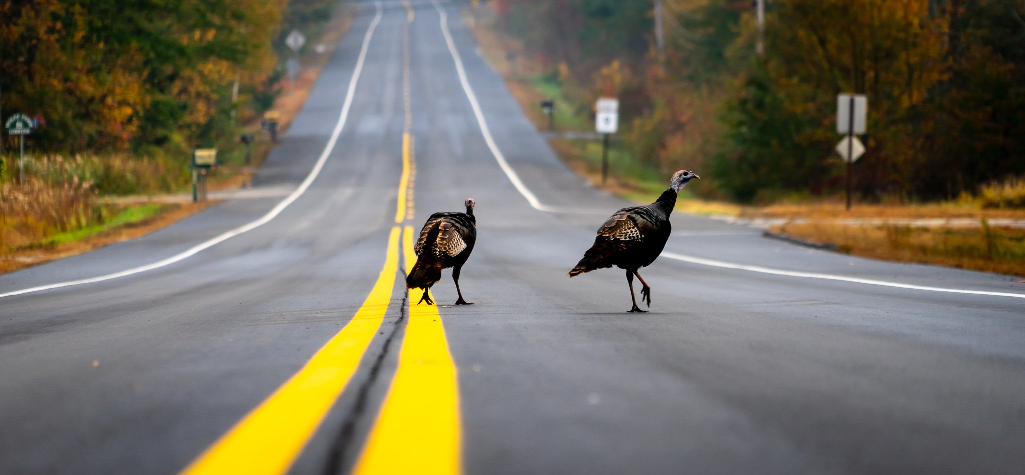 Why did the Turkey...