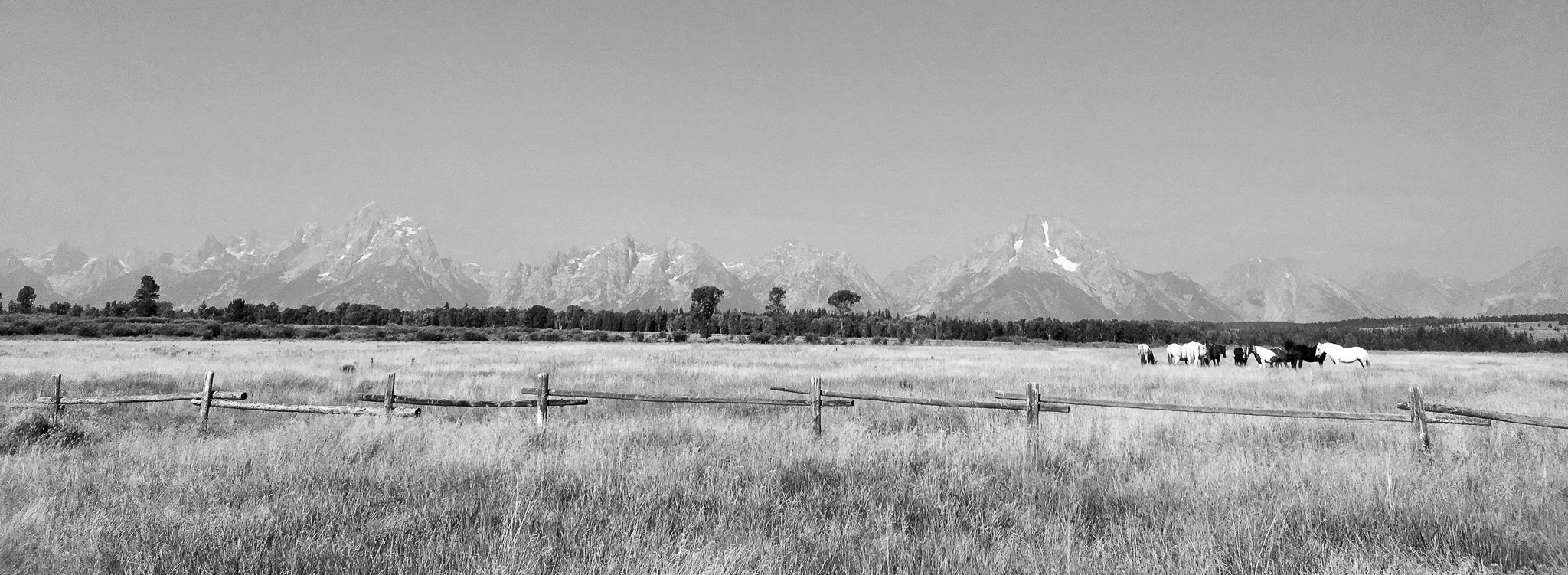 Teton Herd