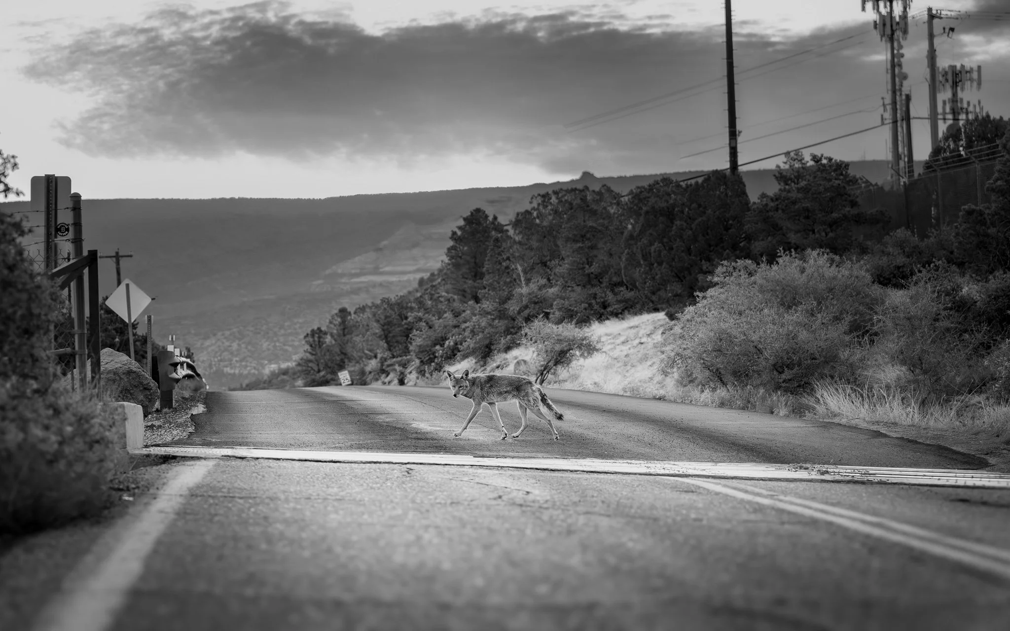 Coyote Crossing