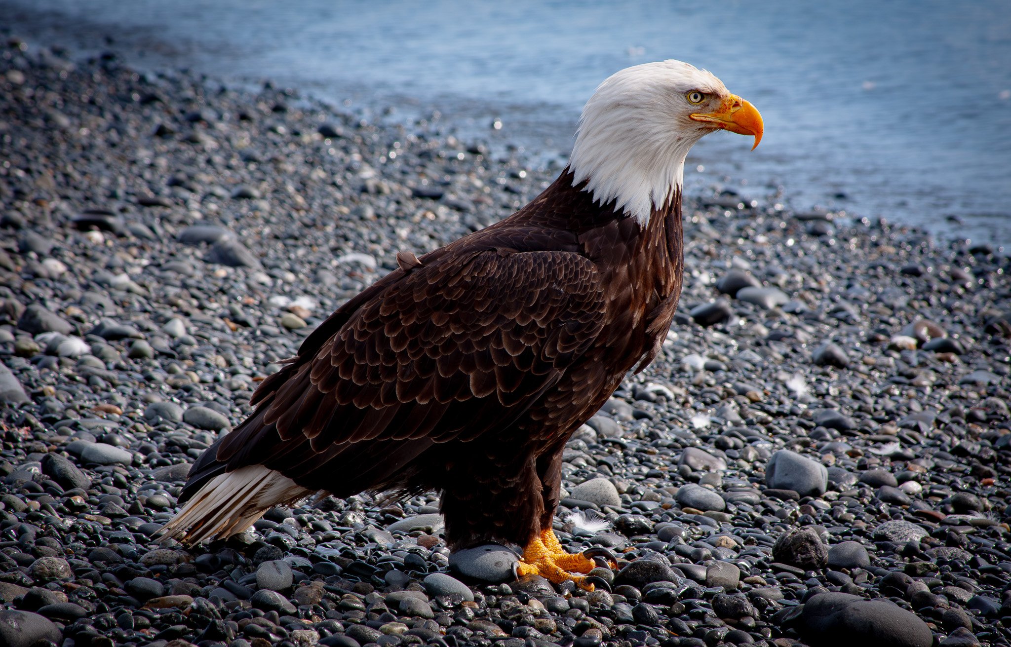 Home Eagle
