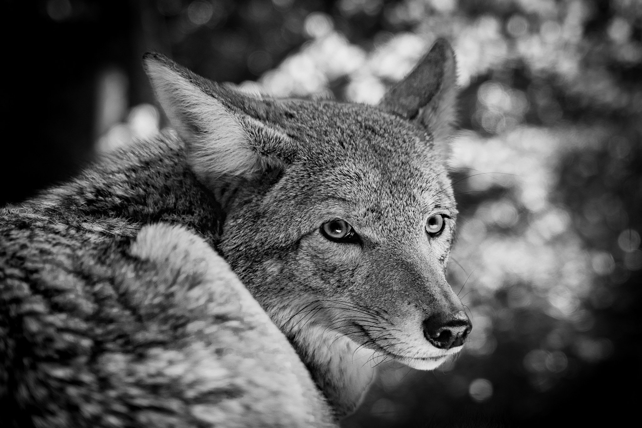 Canis latrans