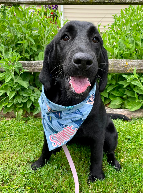 The Most Damaging Lie in Dog Training: “They’re Just Doing It for Attention”