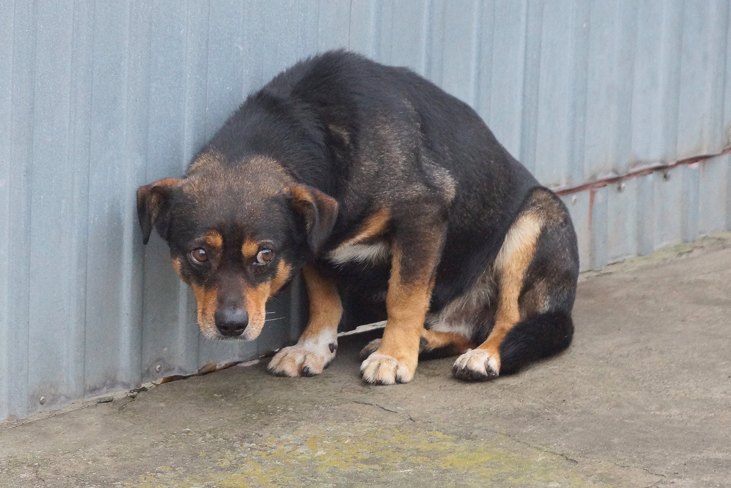 Frightened dog crouching against a corrugated metal wall on a concrete surface.