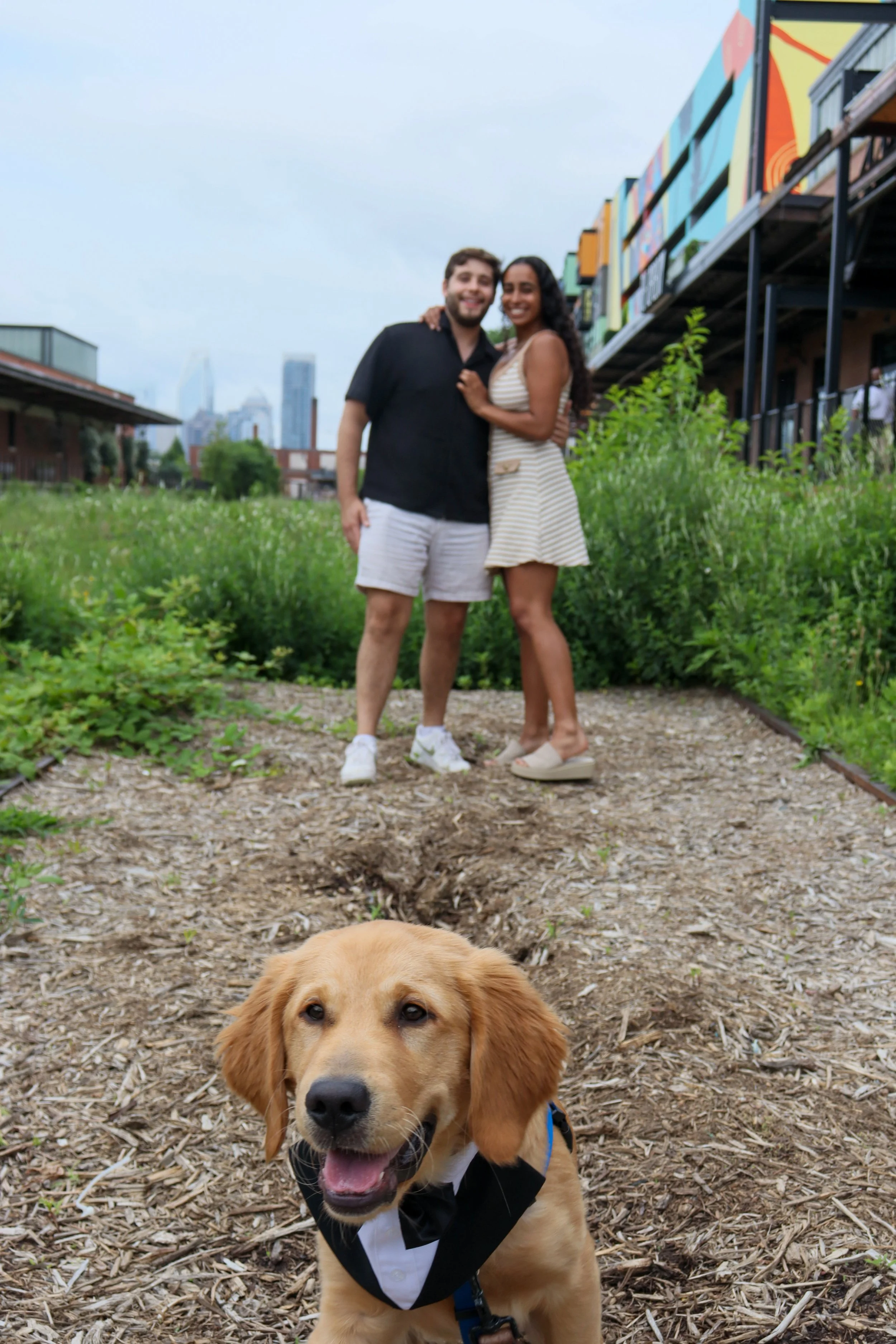 A happy golden retriever puppy wearing a tuxedo harness in the foreground, with a couple smiling and hugging each other in a garden area in the background, and a city skyline with tall buildings behind them.