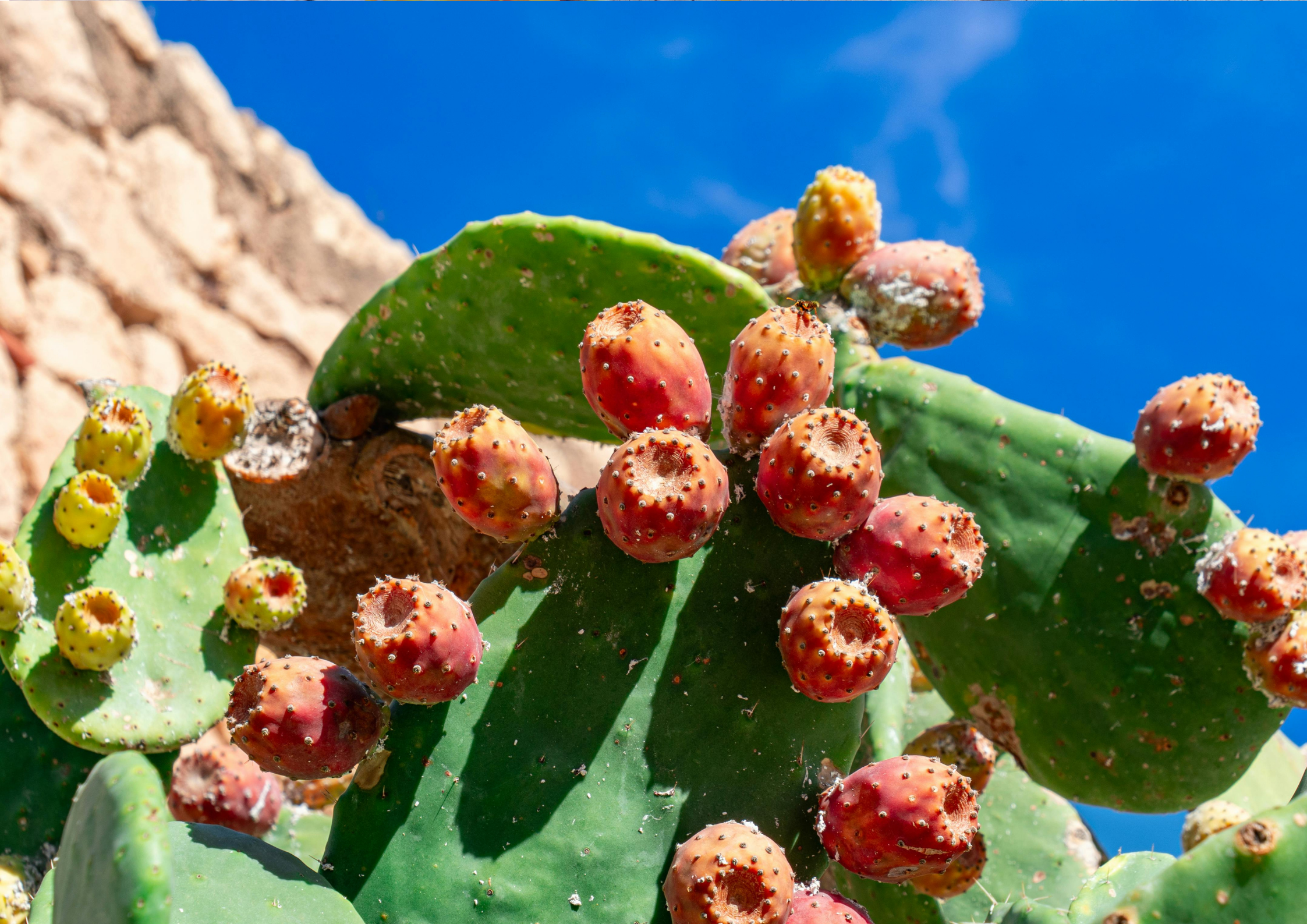 Prickly Pear Seed Oil
