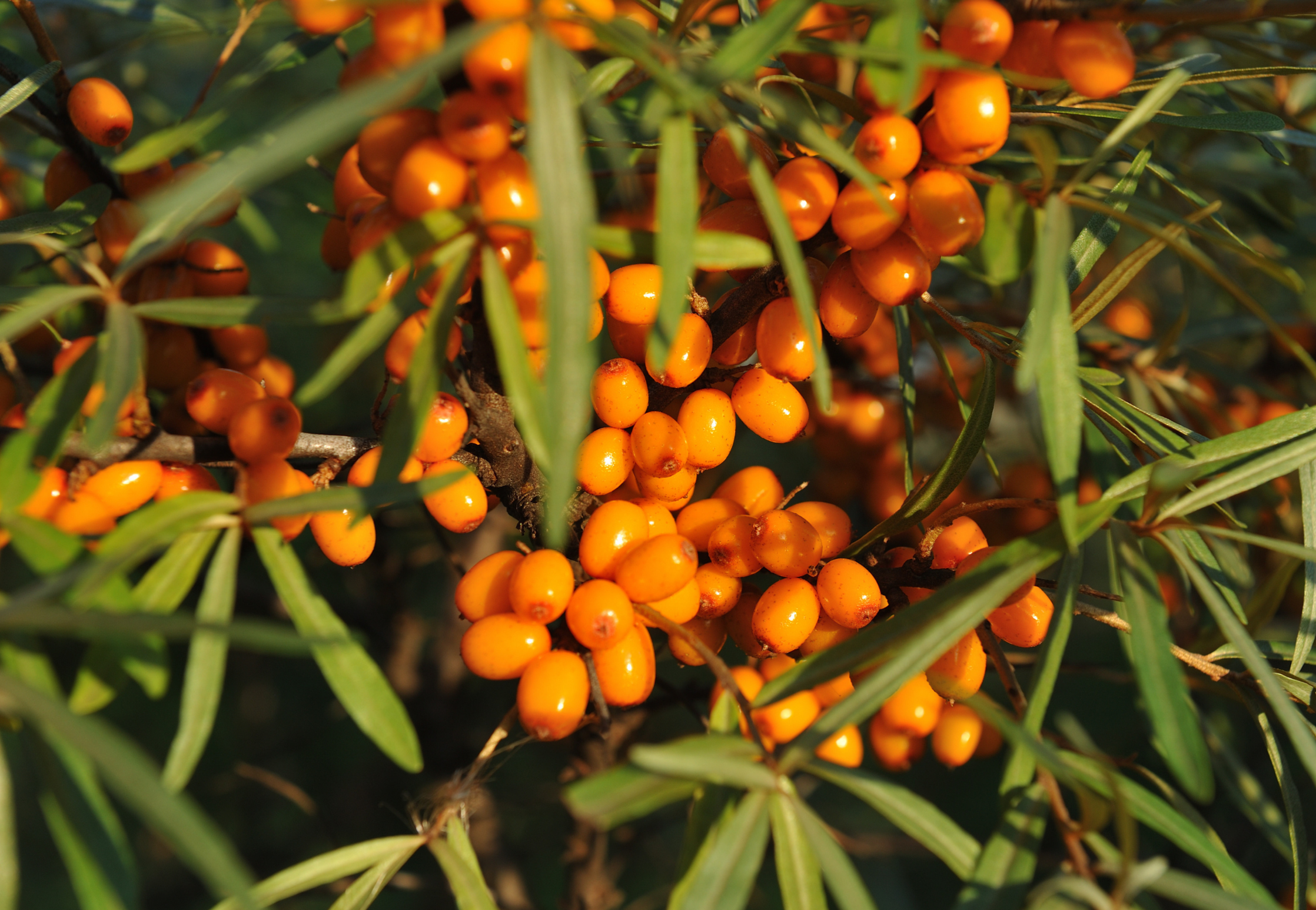Sea Buckthorn Oil