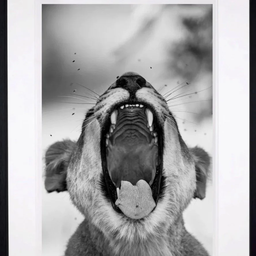 Harry Skeggs, Tooth &amp; Nail photograph immediately available - never framed, still in tube. 

Tooth &amp; Nail', 2018 - taken in the Okavango Delta, Botswana. 
167cm x 116cm
Harry Skeggs is an award-winning wildlife photographer, National Geograph