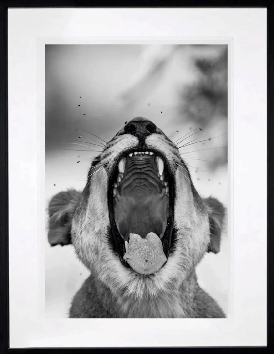 Harry Skeggs, Tooth &amp; Nail photograph immediately available - never framed, still in tube. 

Tooth &amp; Nail&rsquo;, 2018 - taken in the Okavango Delta, Botswana. 
167cm x 116cm
Harry Skeggs is an award-winning wildlife photographer, National Ge