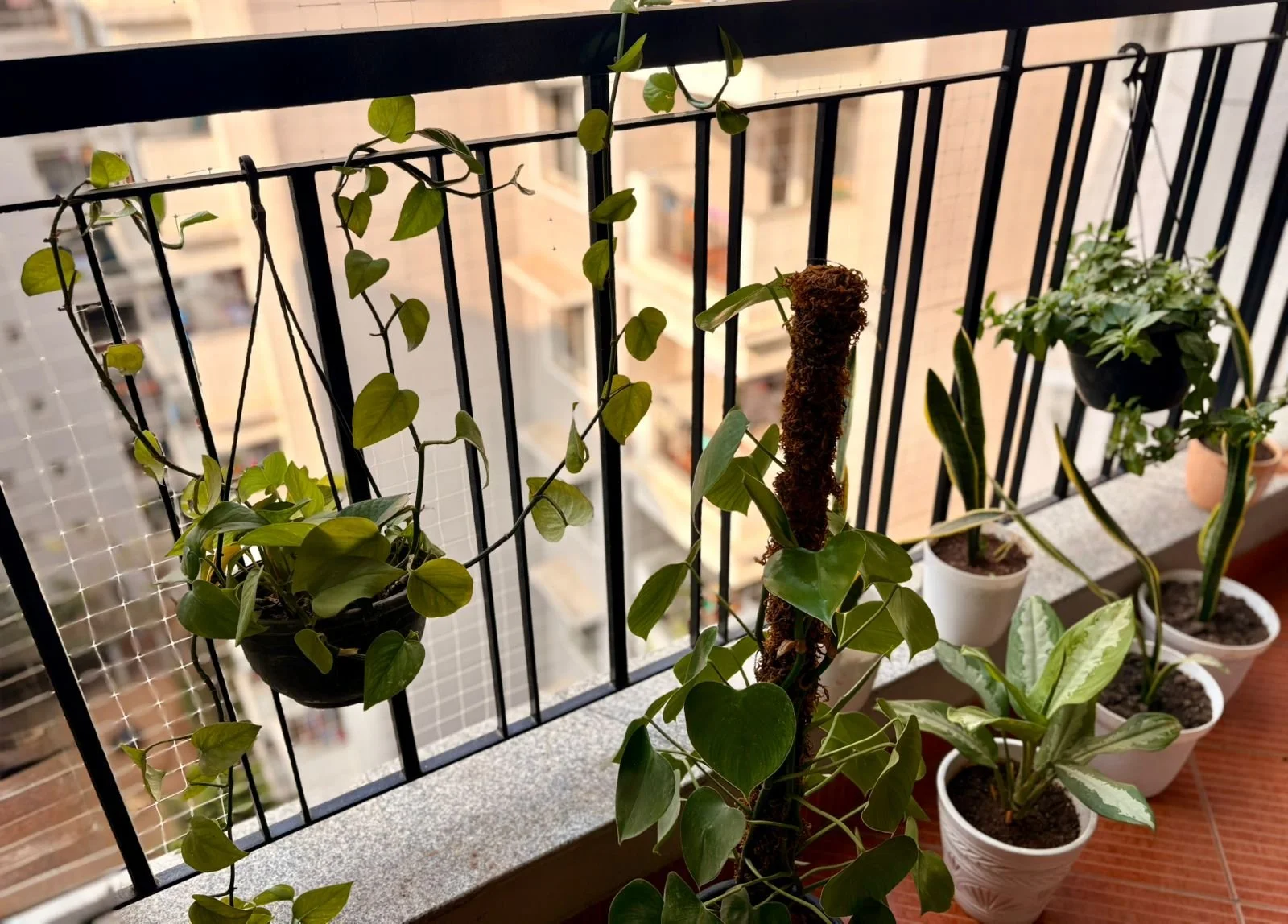A balcony with many plants like money plant, snake plants etc placed on the floor