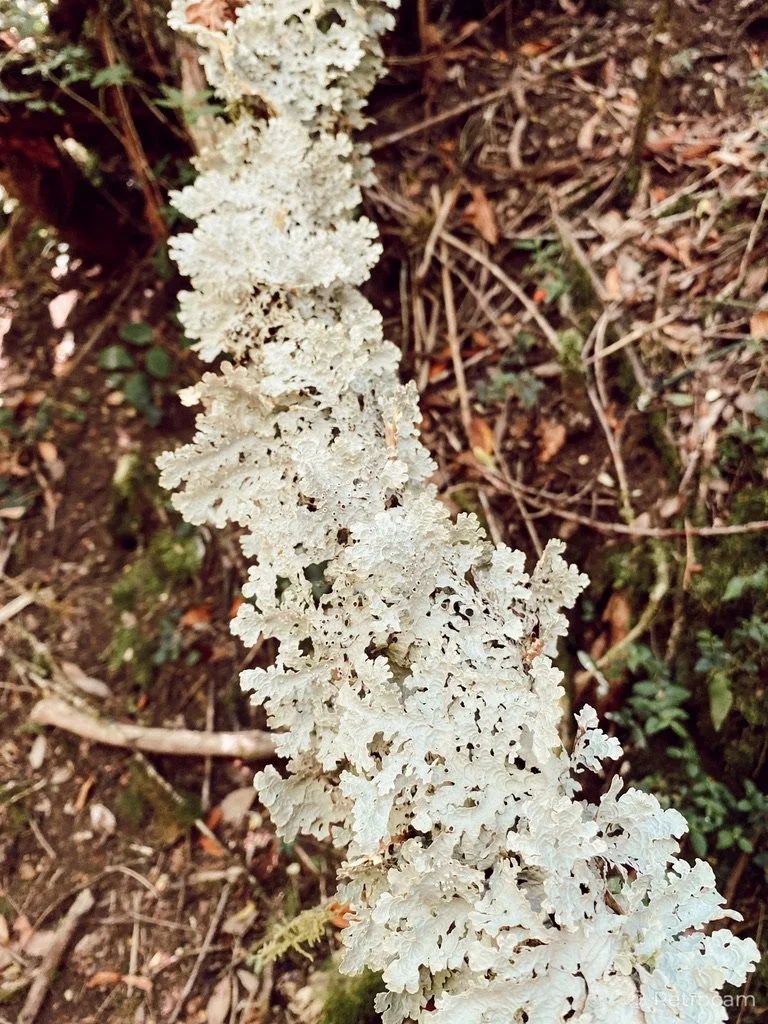 Lo real se revela, no se busca.