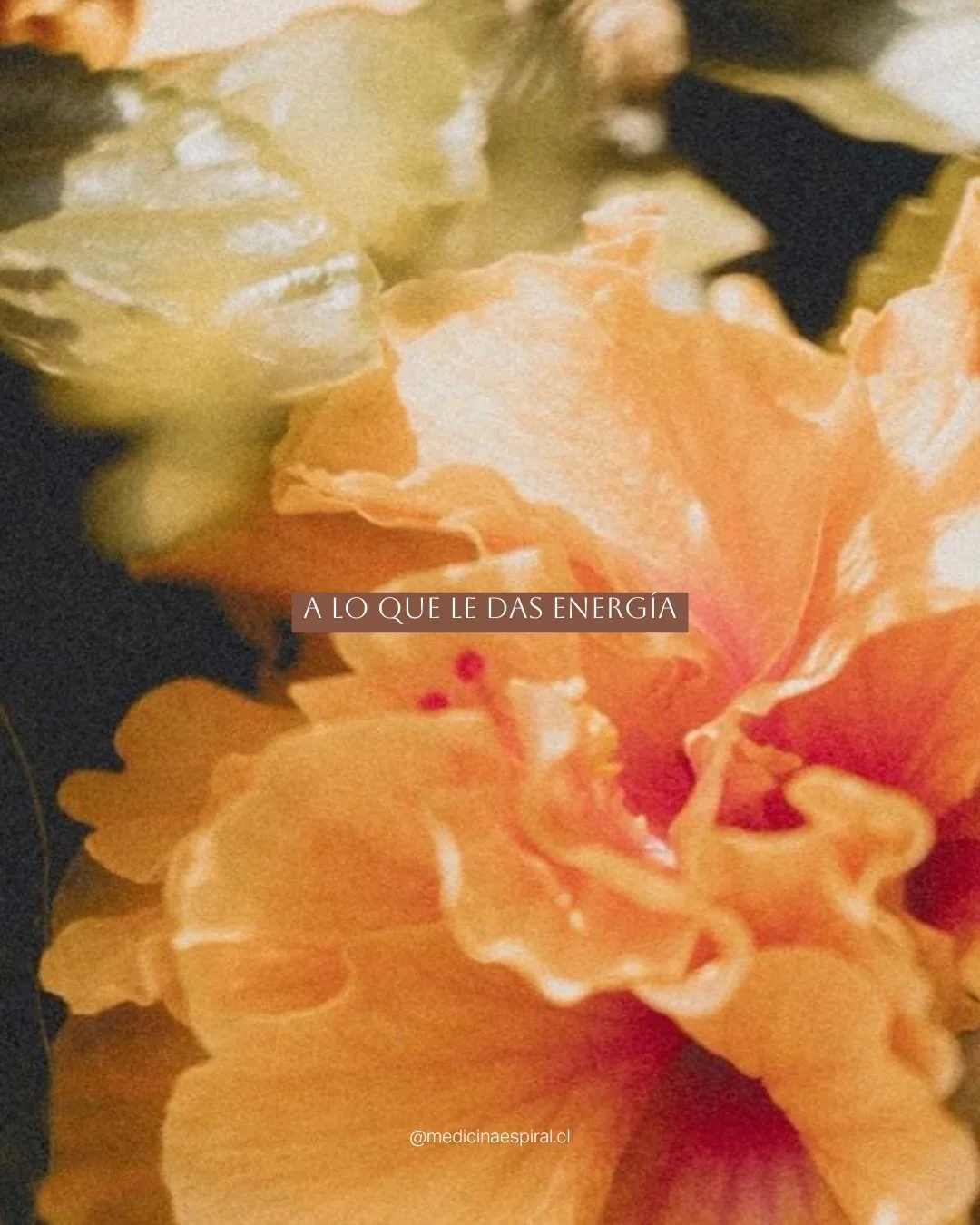 Las flores son un reflejo de esto tan sutil y tangible a la vez. Eso a lo que cada d&iacute;a decidas ponerle energ&iacute;a con el tiempo florecer&aacute;. 

T&oacute;malo para la armon&iacute;a y el caos. No hay distinci&oacute;n 🌀