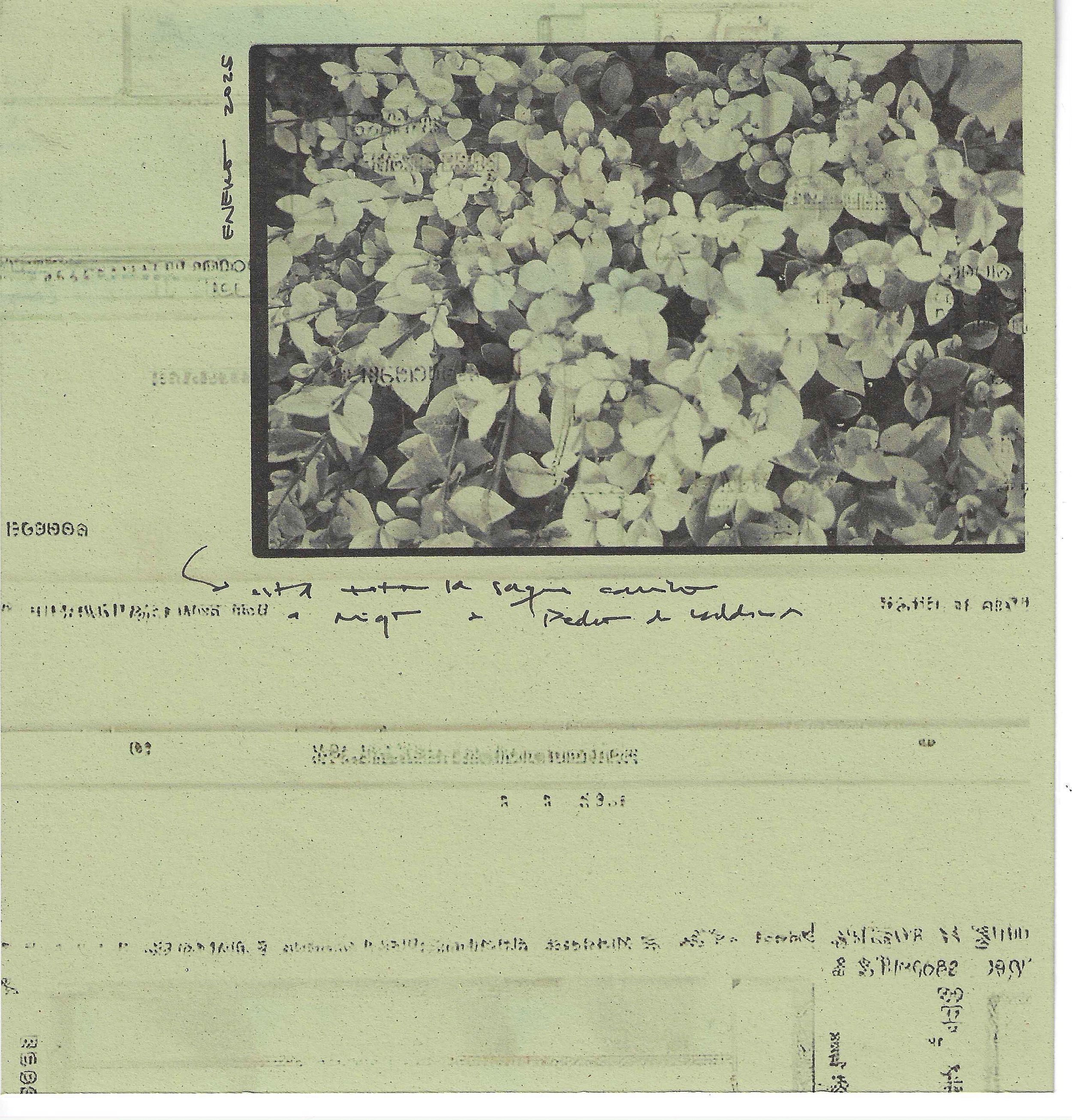 scans composición_3.jpg
