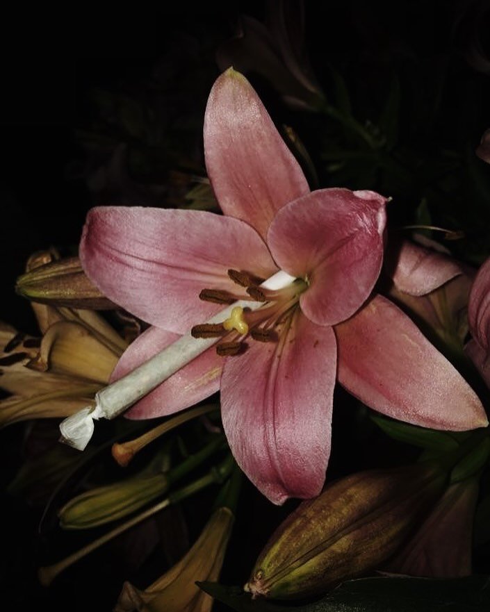 Roses are red, lilies are pink, here&rsquo;s a little flower... that rolls up a treat 😉🌸 #BudFox #BouquetUpgrade #SmokeAndBloom 

Image via Pinterest