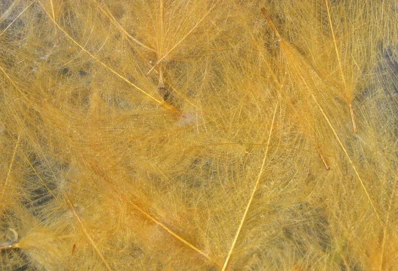 cdc369.jpg