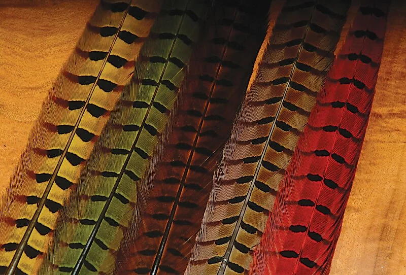 Ringneck Pheasant Tail