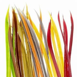 Turkey Biots