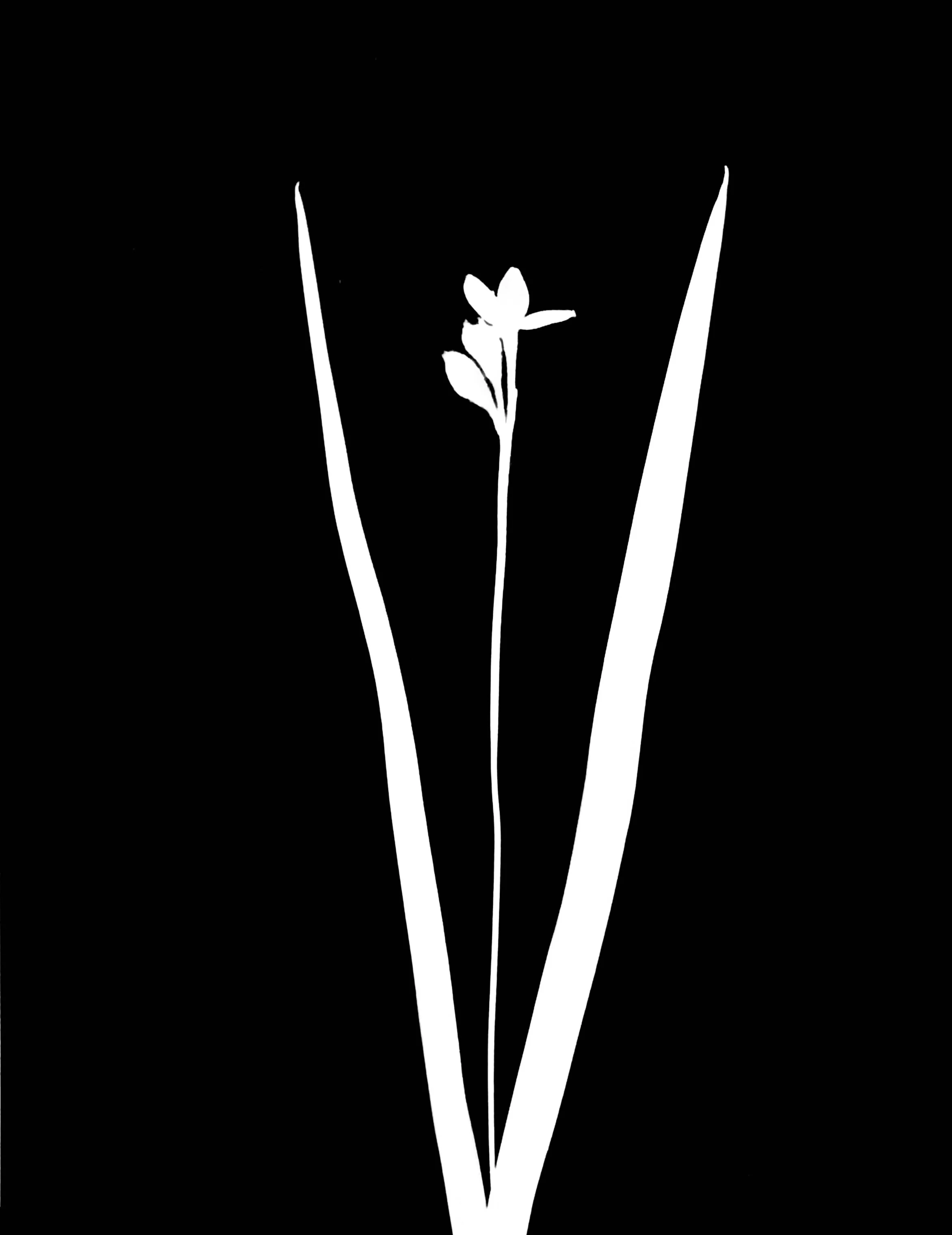 Yellow star grass
Hypoxis hirsuta. 5x7