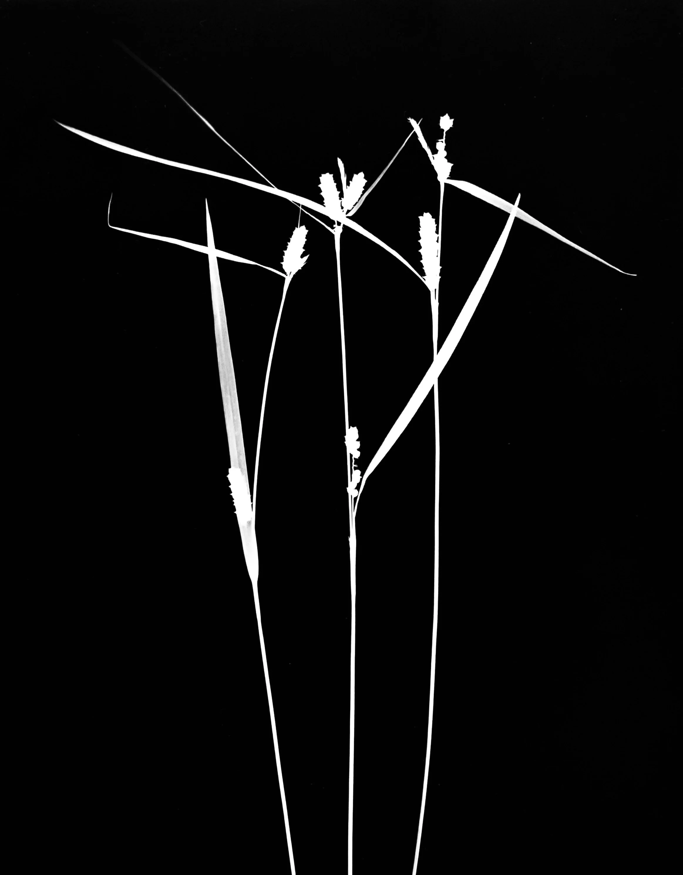 Sedge sp?
Carex sp?   8x10