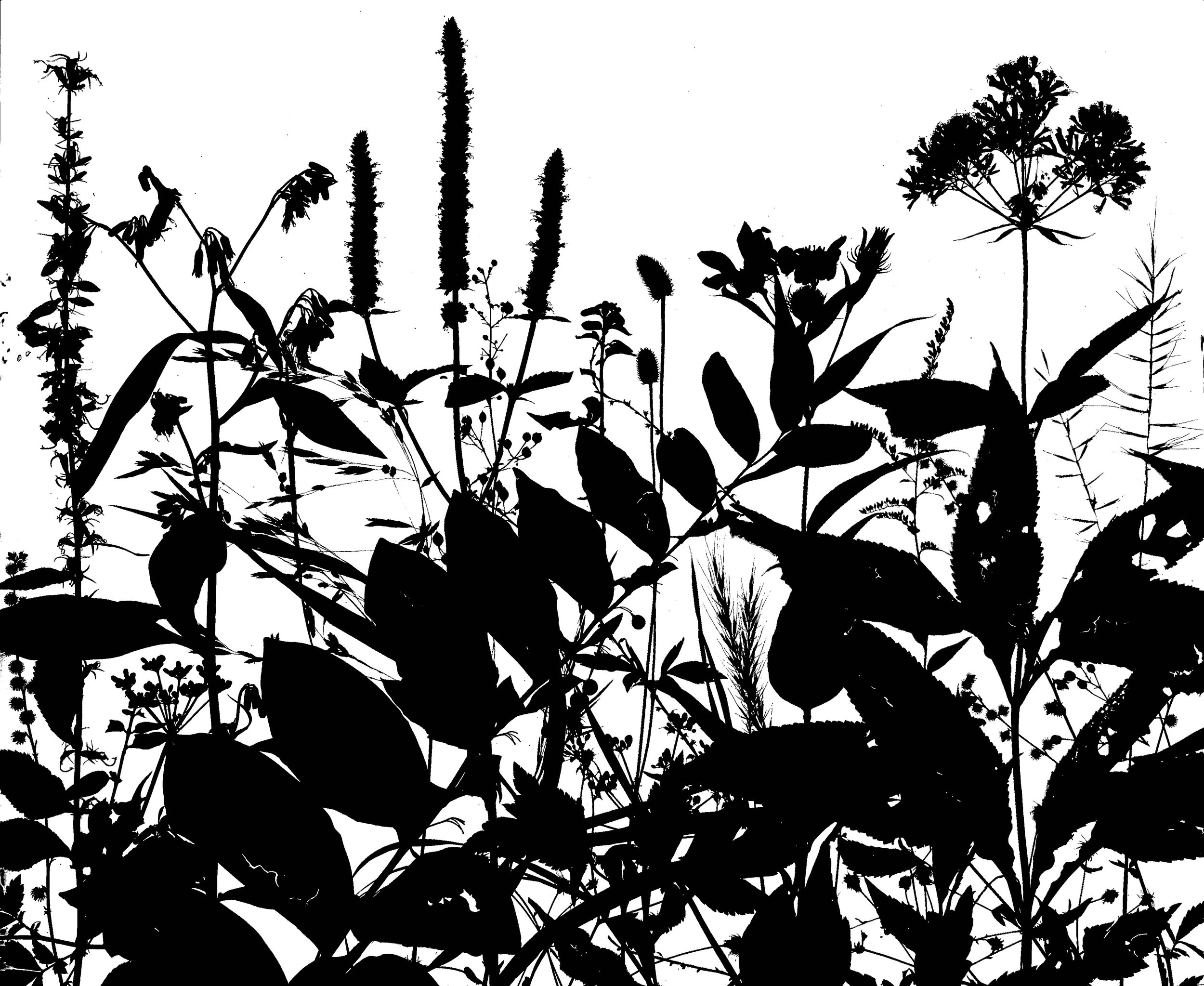 Mid Summer Woodland plants
20x24.  1B