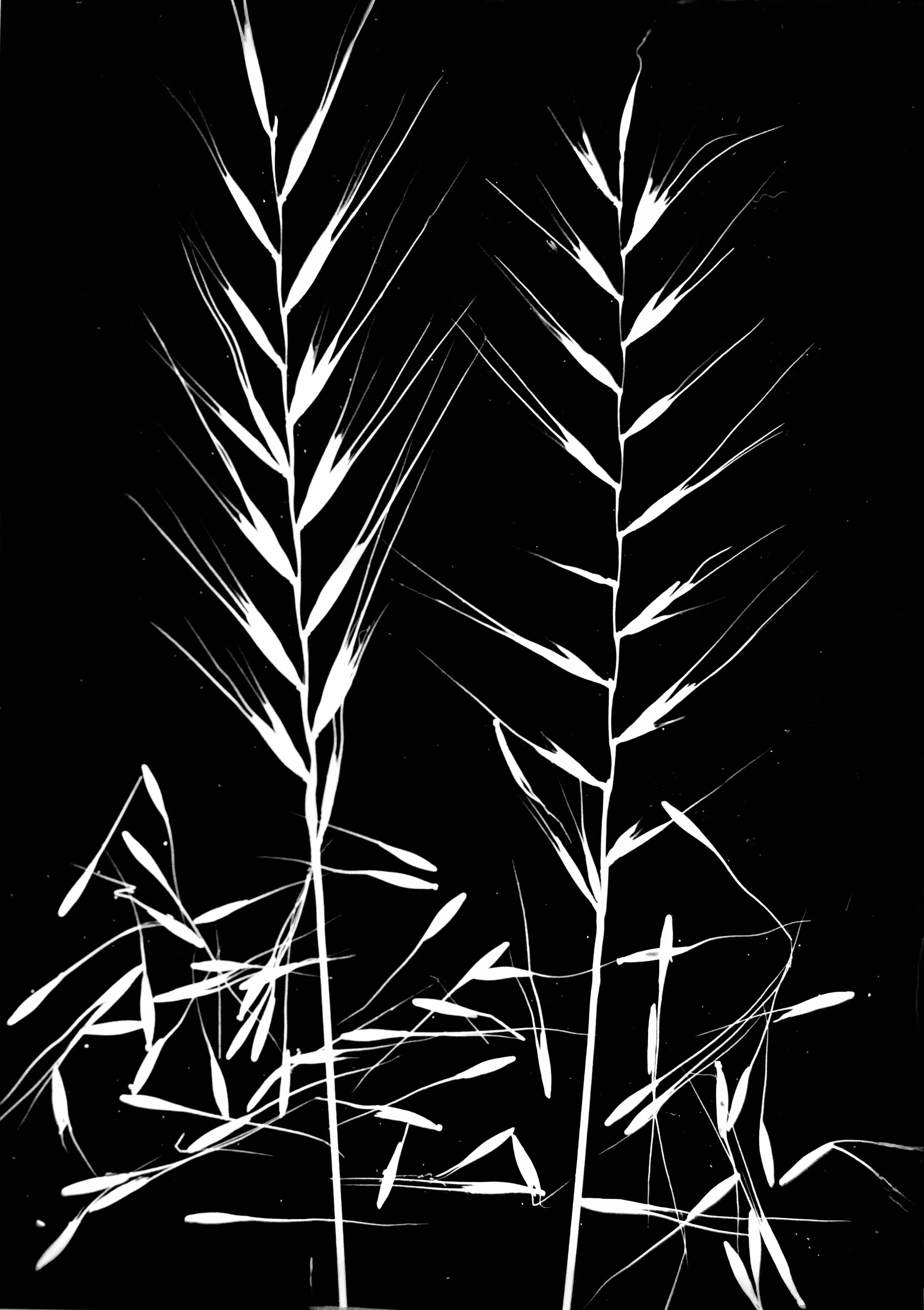 Bottlebrush Grass seeds
Hystrix patula.  5x7