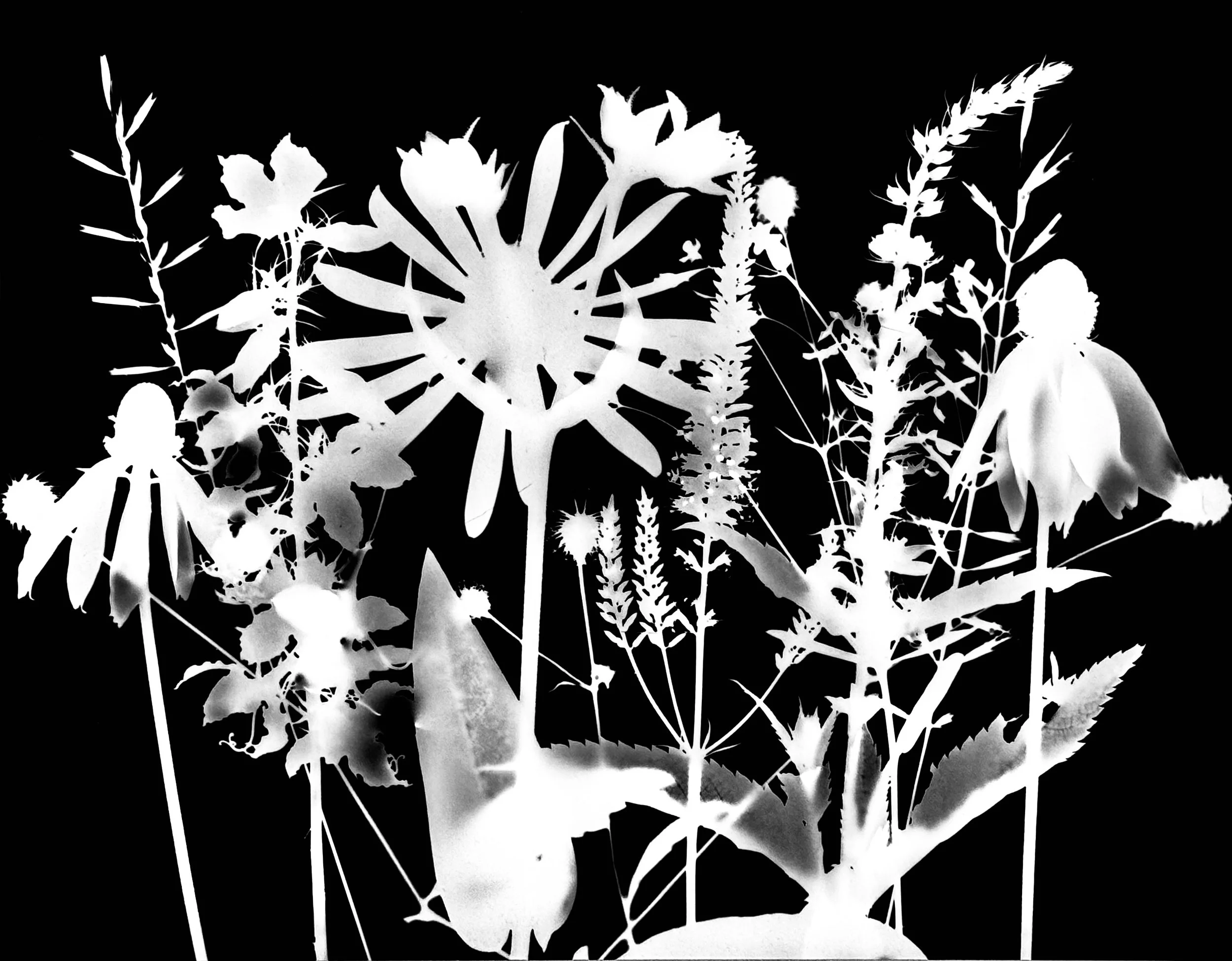 Mid summer natives
8x10.  8A