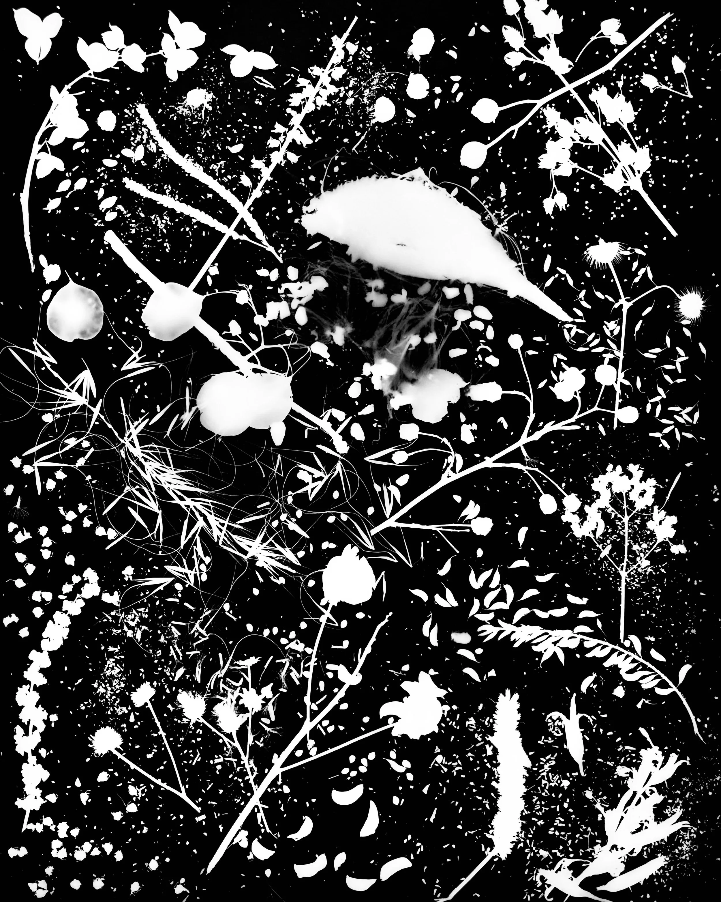 Native seed heads, NE Illinois
16x20.  1A