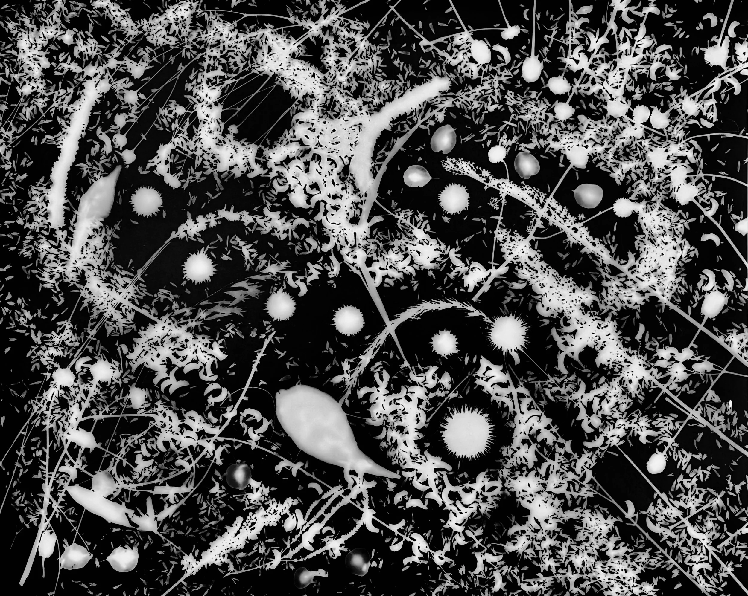 Native leaves, flowers and seeds, NE Illinois
16x20
