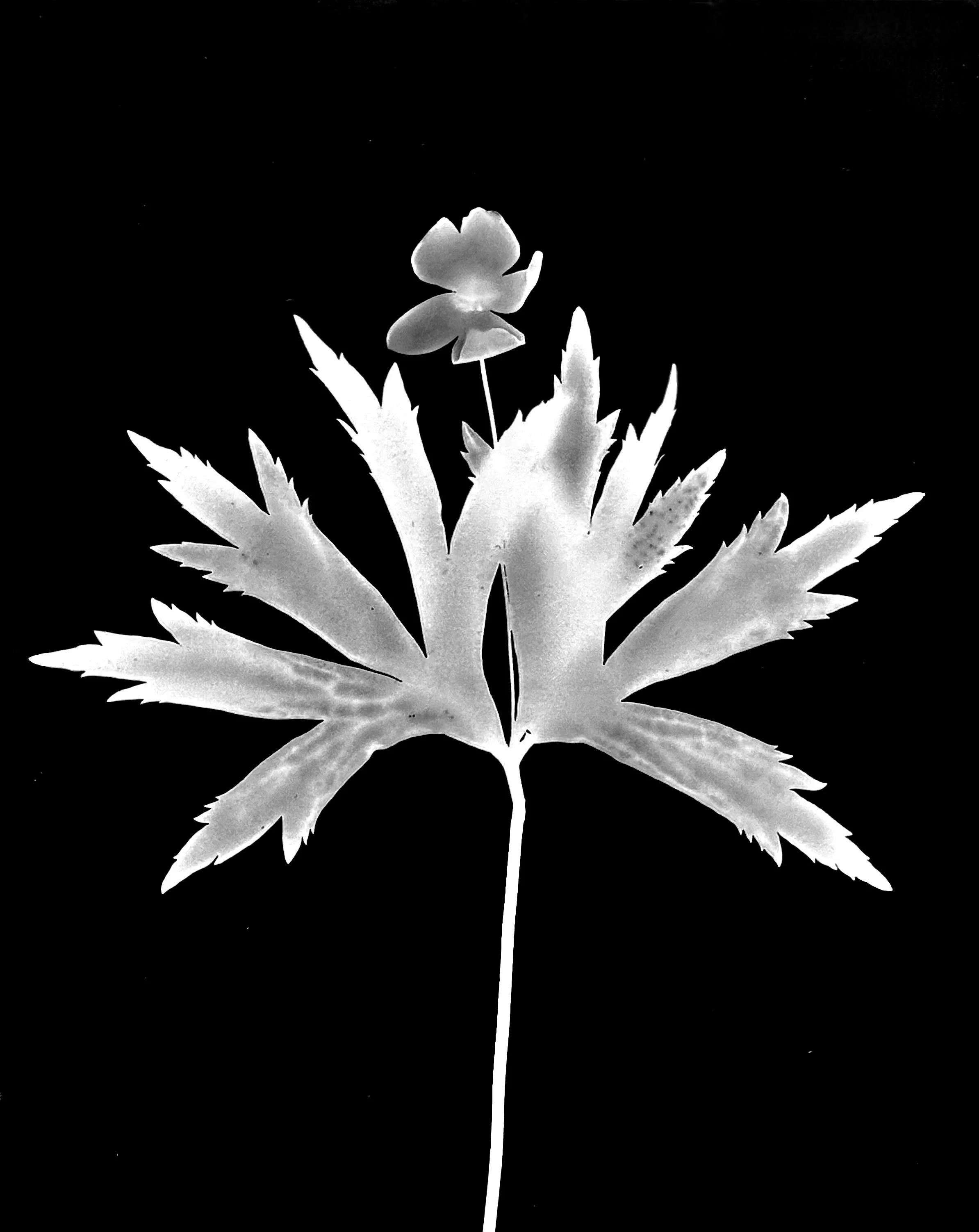 Meadow anemone. 8x10
Anenome canadensis