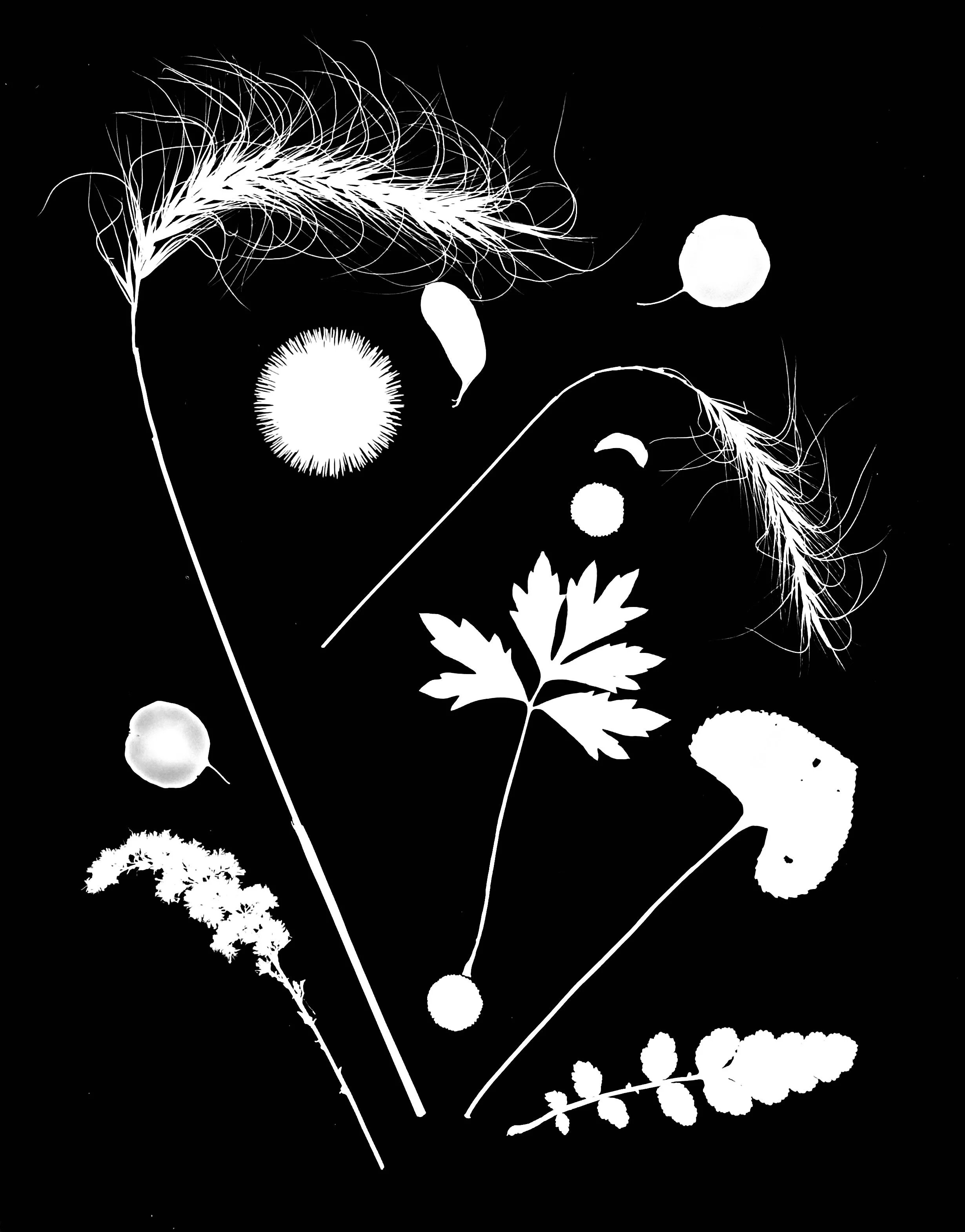 Native leaves, flowers and seeds, NE Illinois
11x14