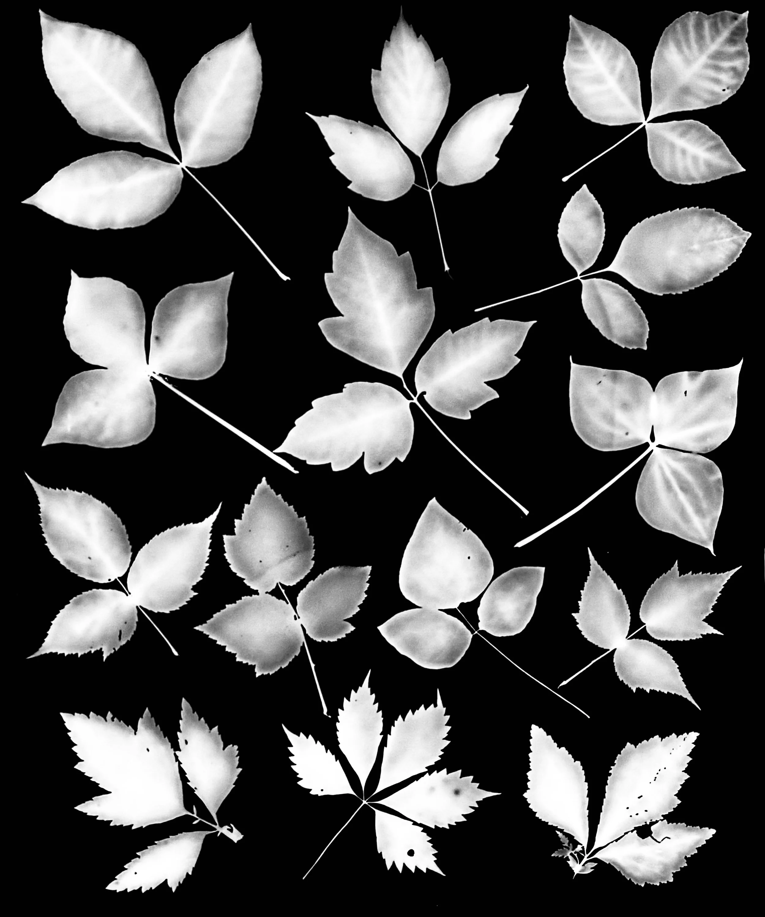 Poison ivy and its look alikes
16x20.  1A