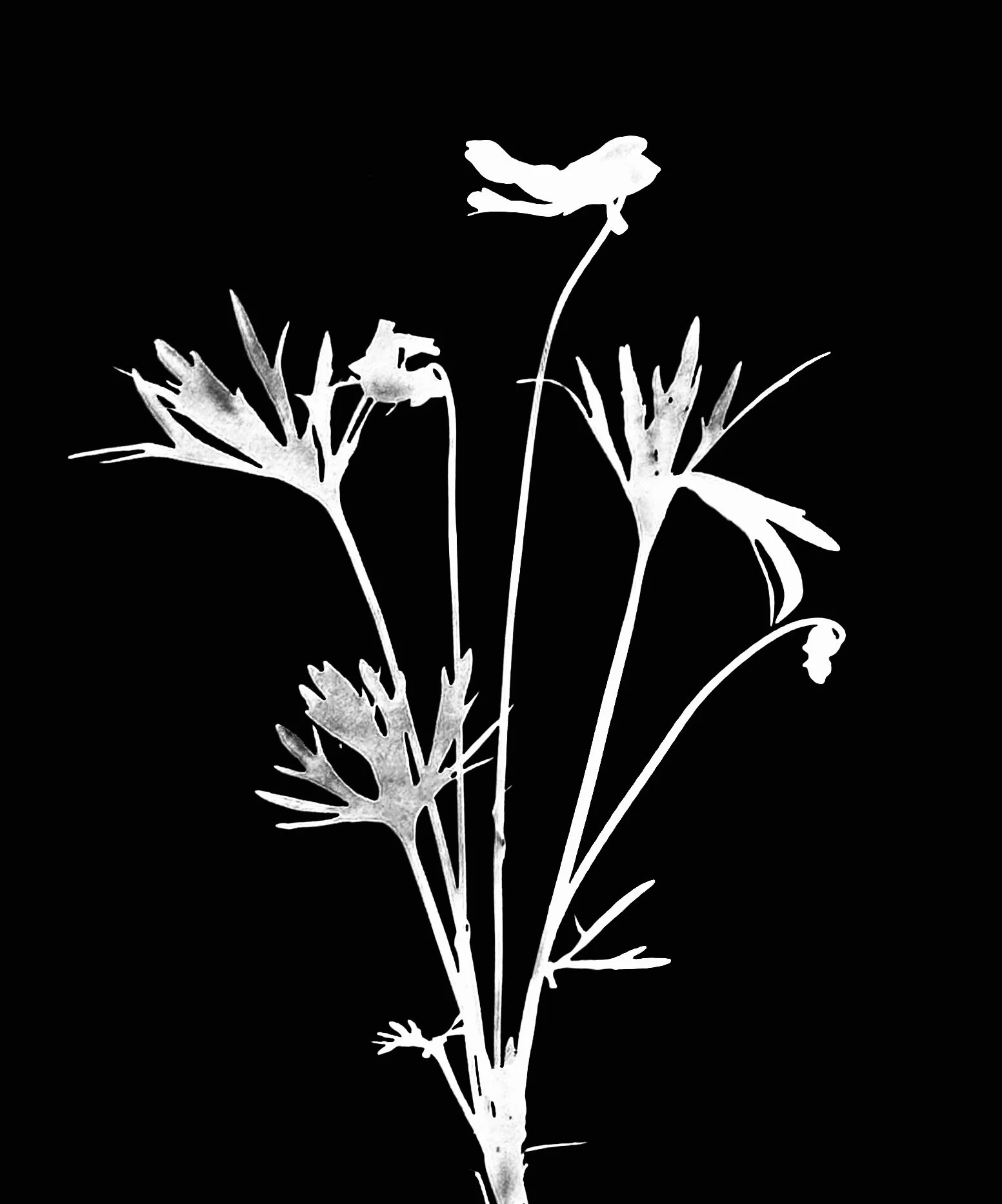 Bird's-foot violet
Viola pedata. 5x7