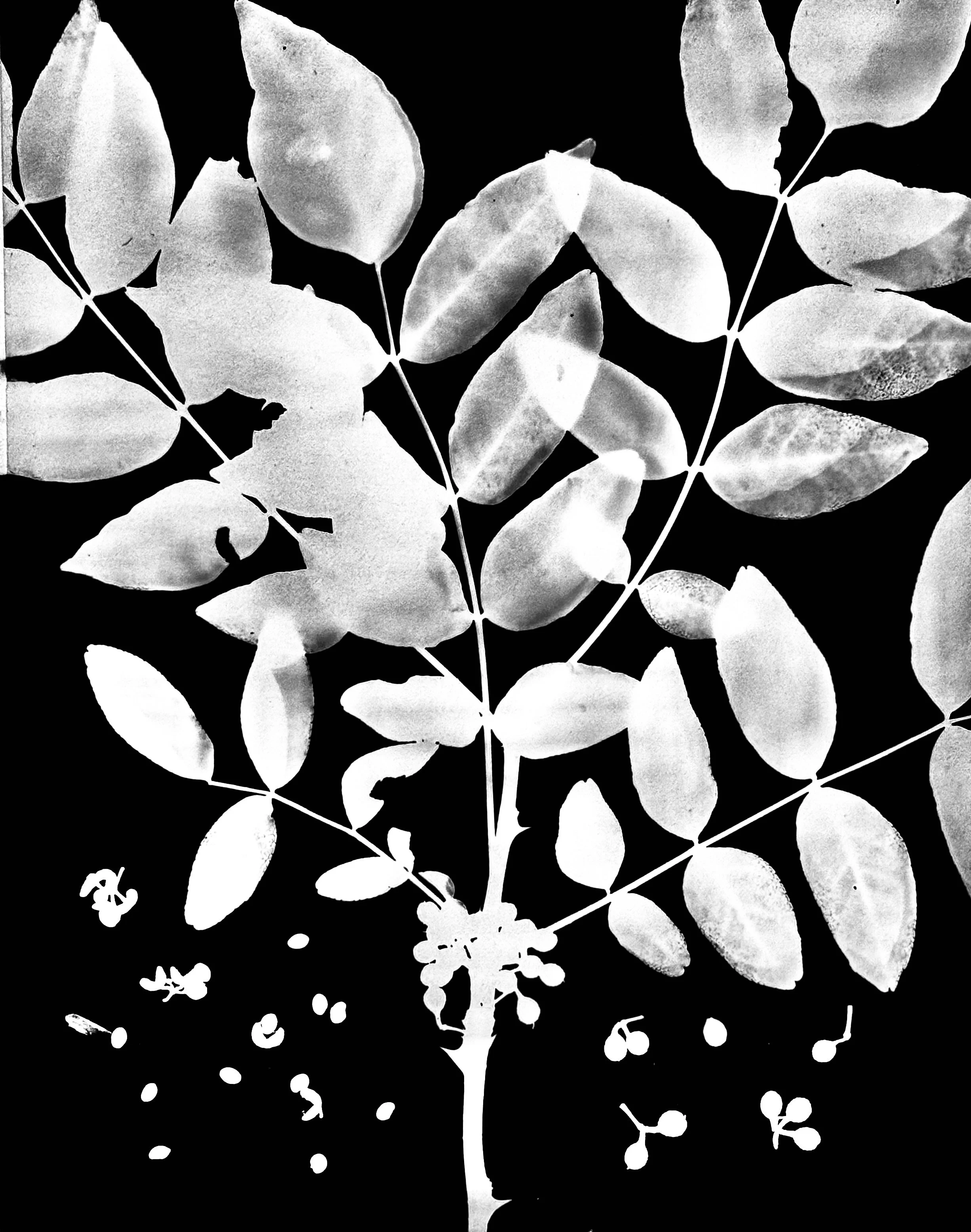 Prickly Ash. seeds. 11x14
Zanthoxylum americanum