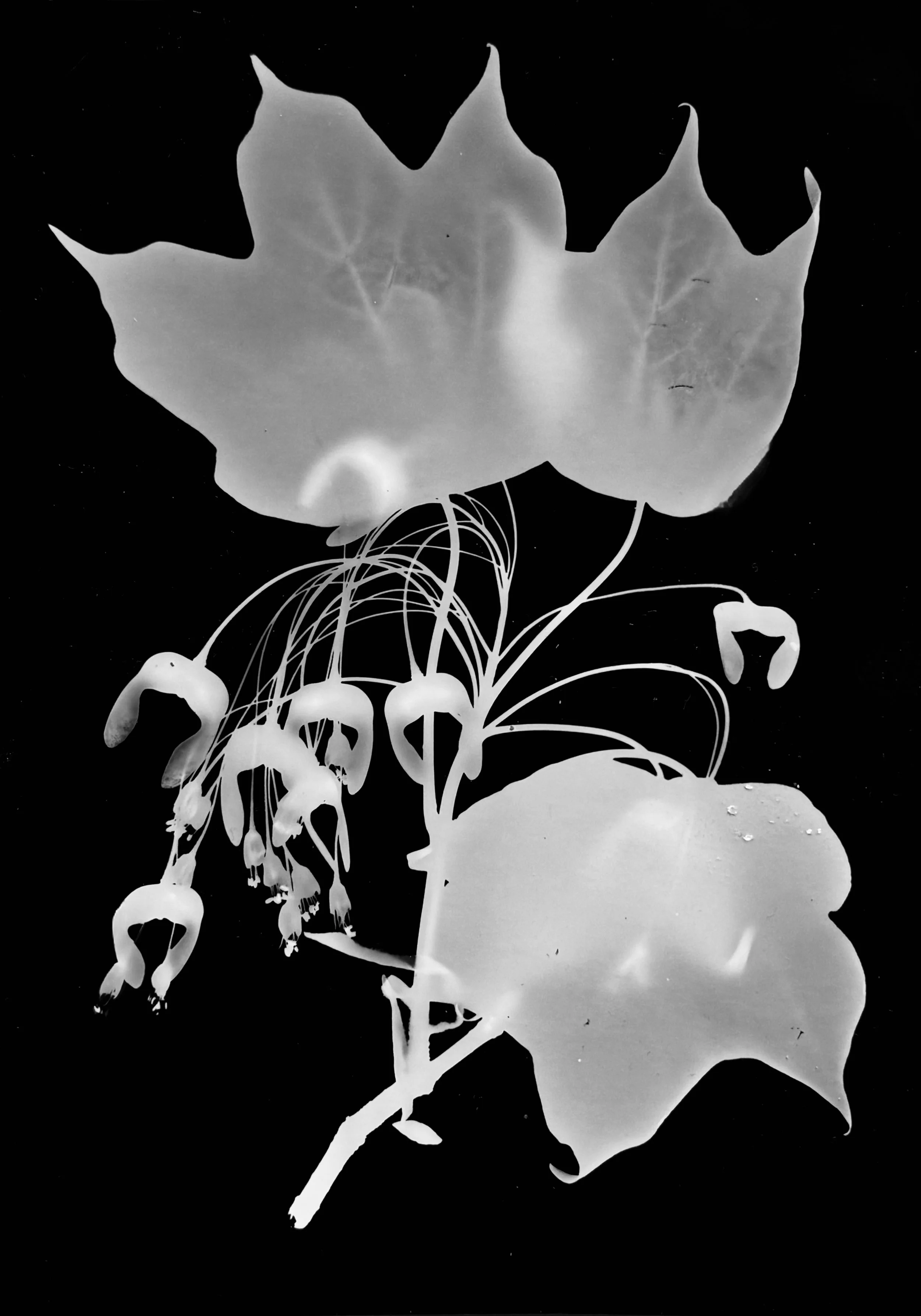 Sugar Mapple seeds
Acer accharum. 8x10