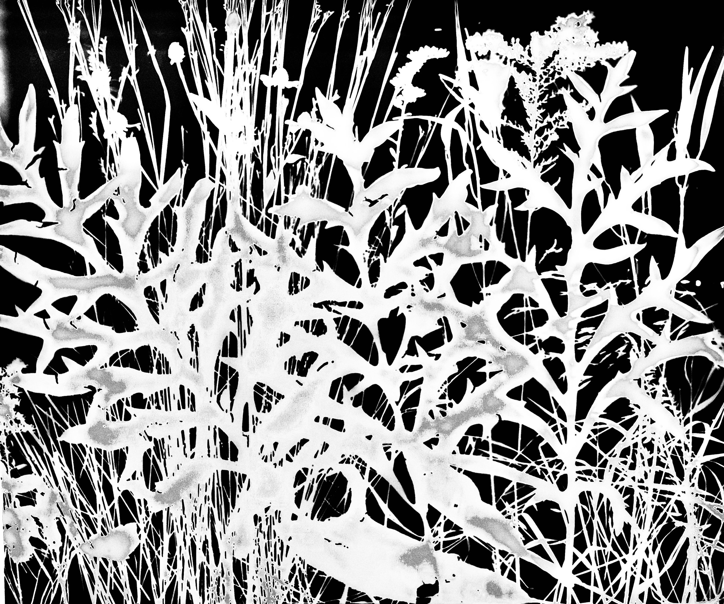 Late Summer Prairie 
20x24. 1A