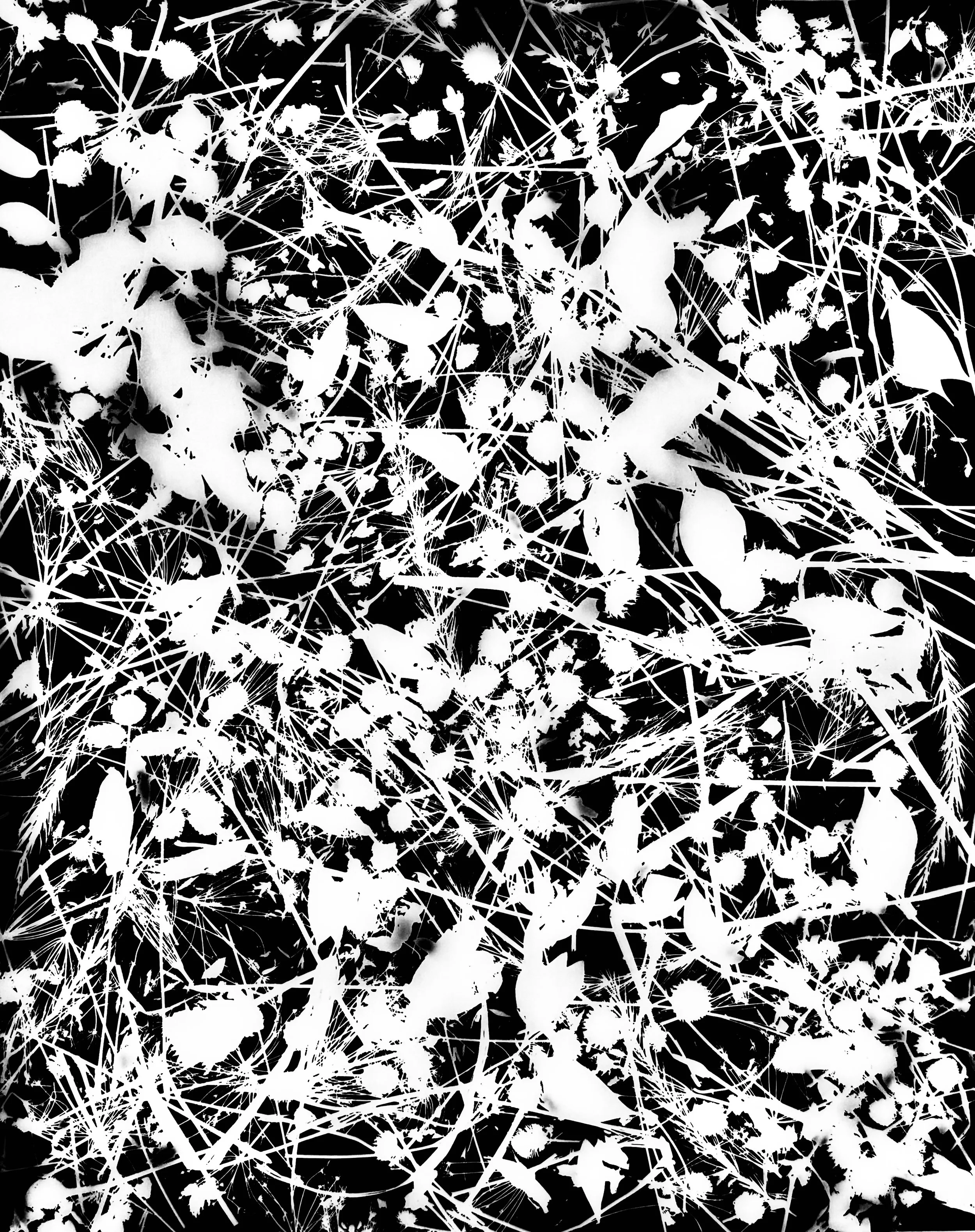 Native woodland, prairie and wetland 
seed heads, NE Illinois
20x24.  1A