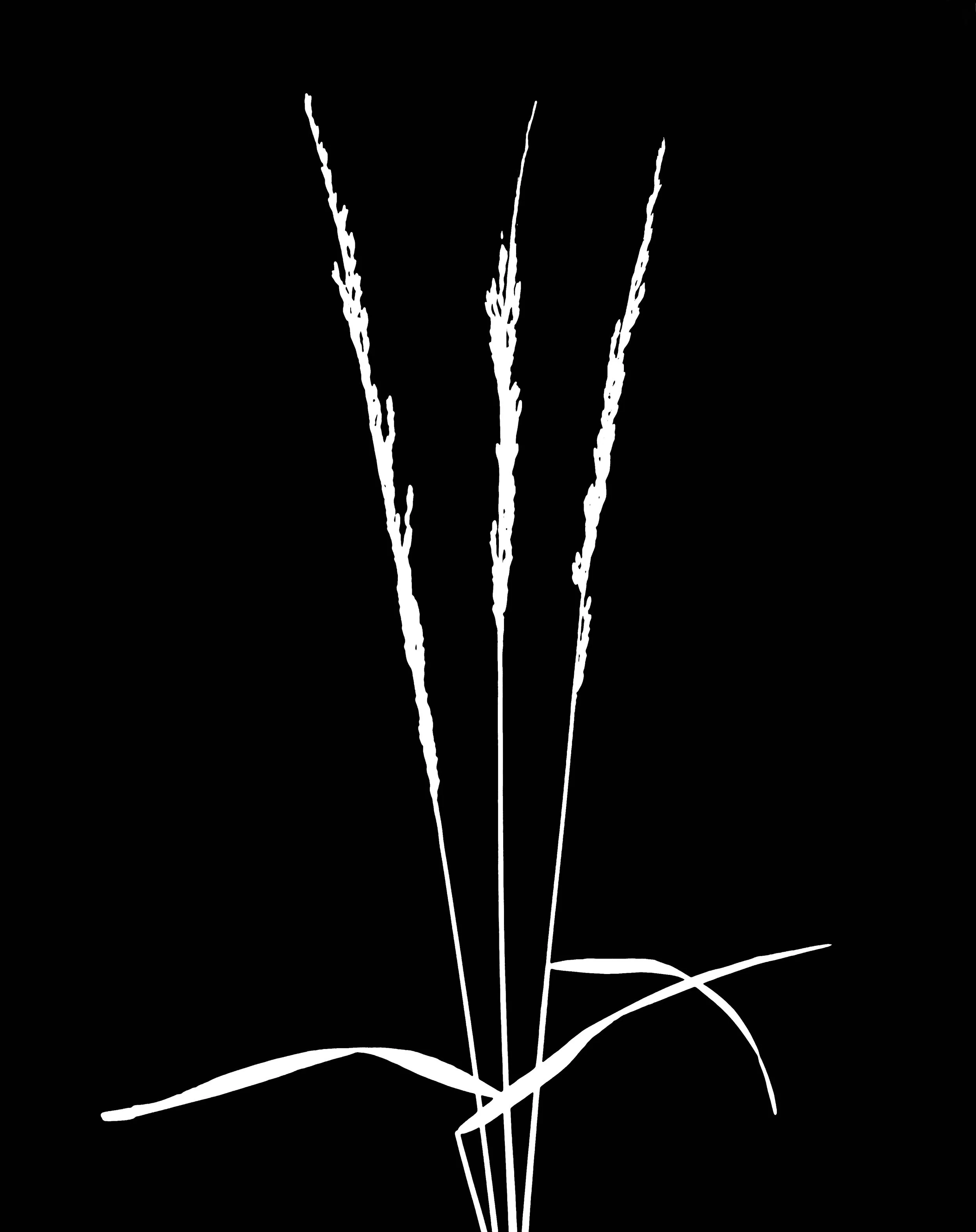 Blue joint grass. 5x7
Calamagrostis canadensis