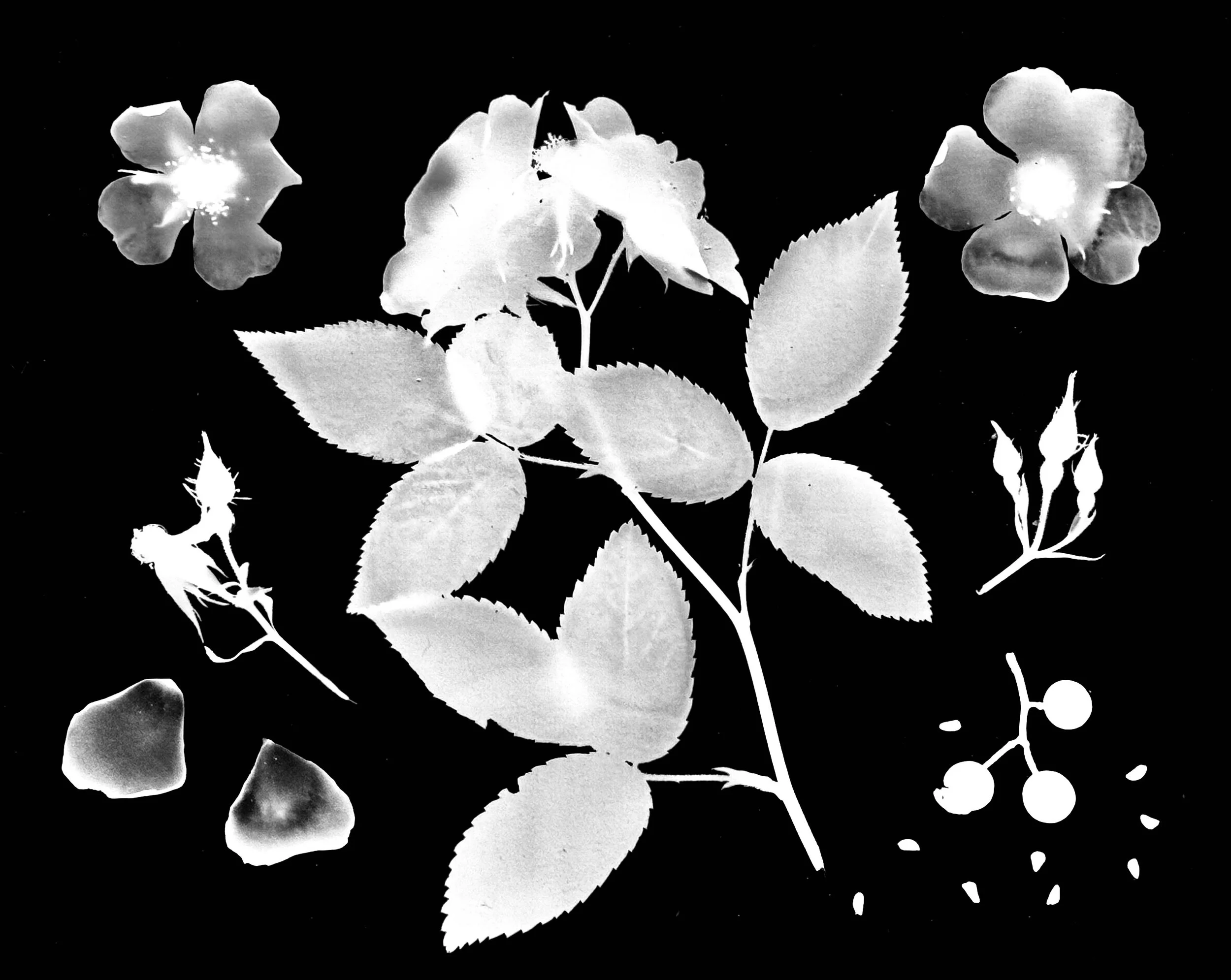 Illinois Rose Life Cycle
Rosa setigera.  11x14