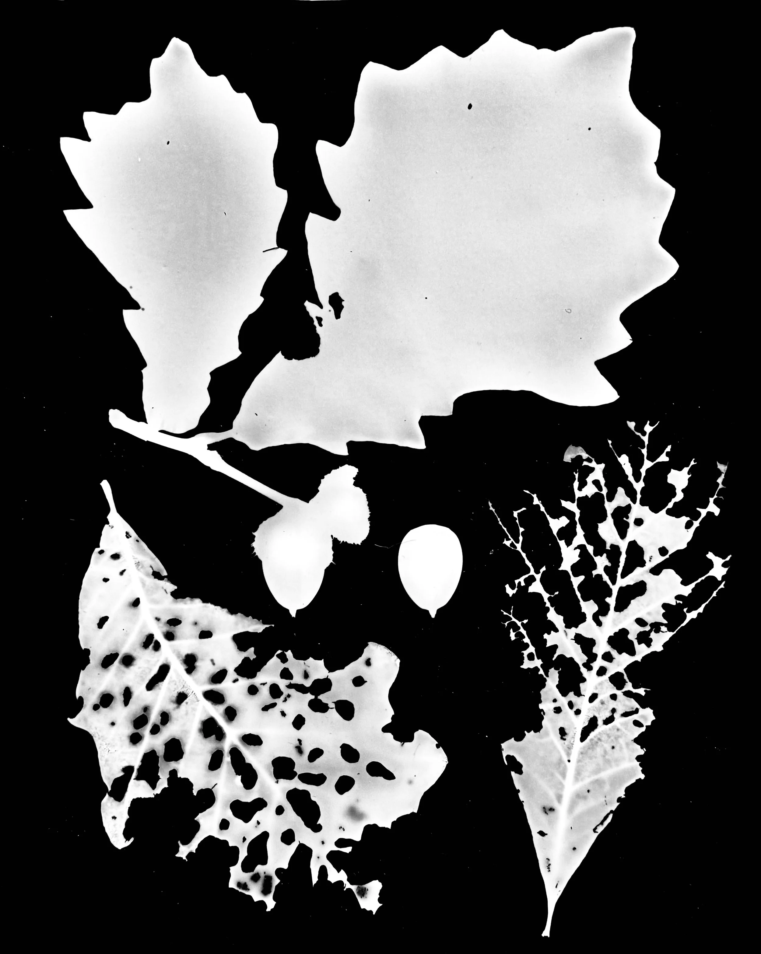 Swamp White Oak
Quercus bicolor
8x10