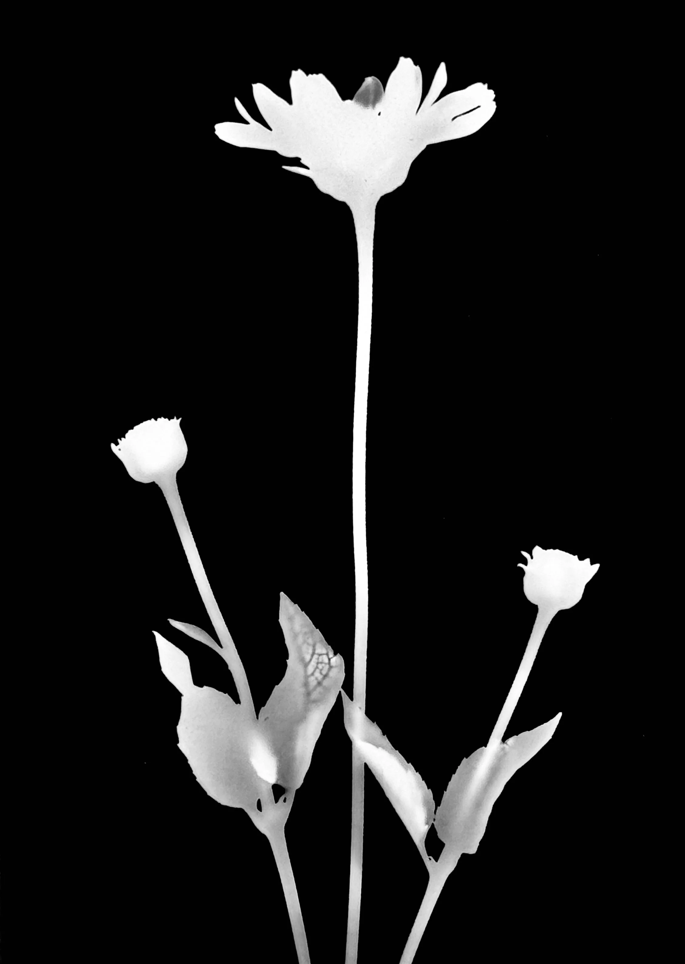 False sunflower. 5x7
Heliopsis helianthoides