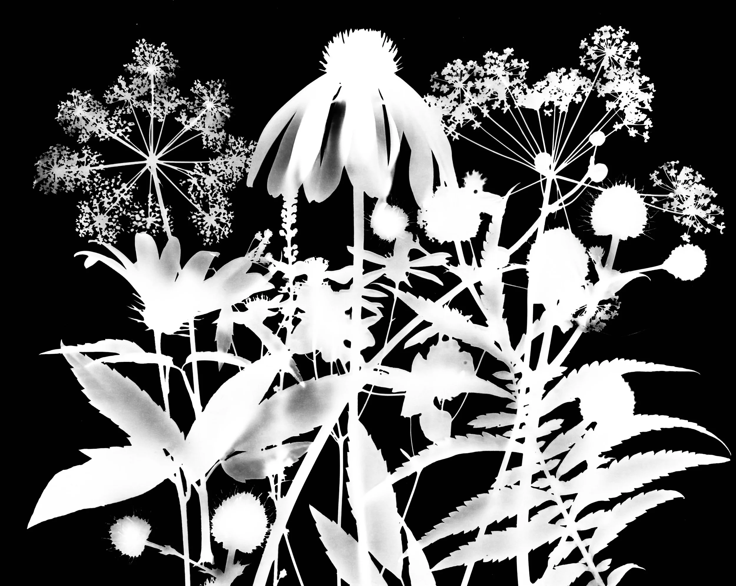 Mid Summer natives
8x10.  4A