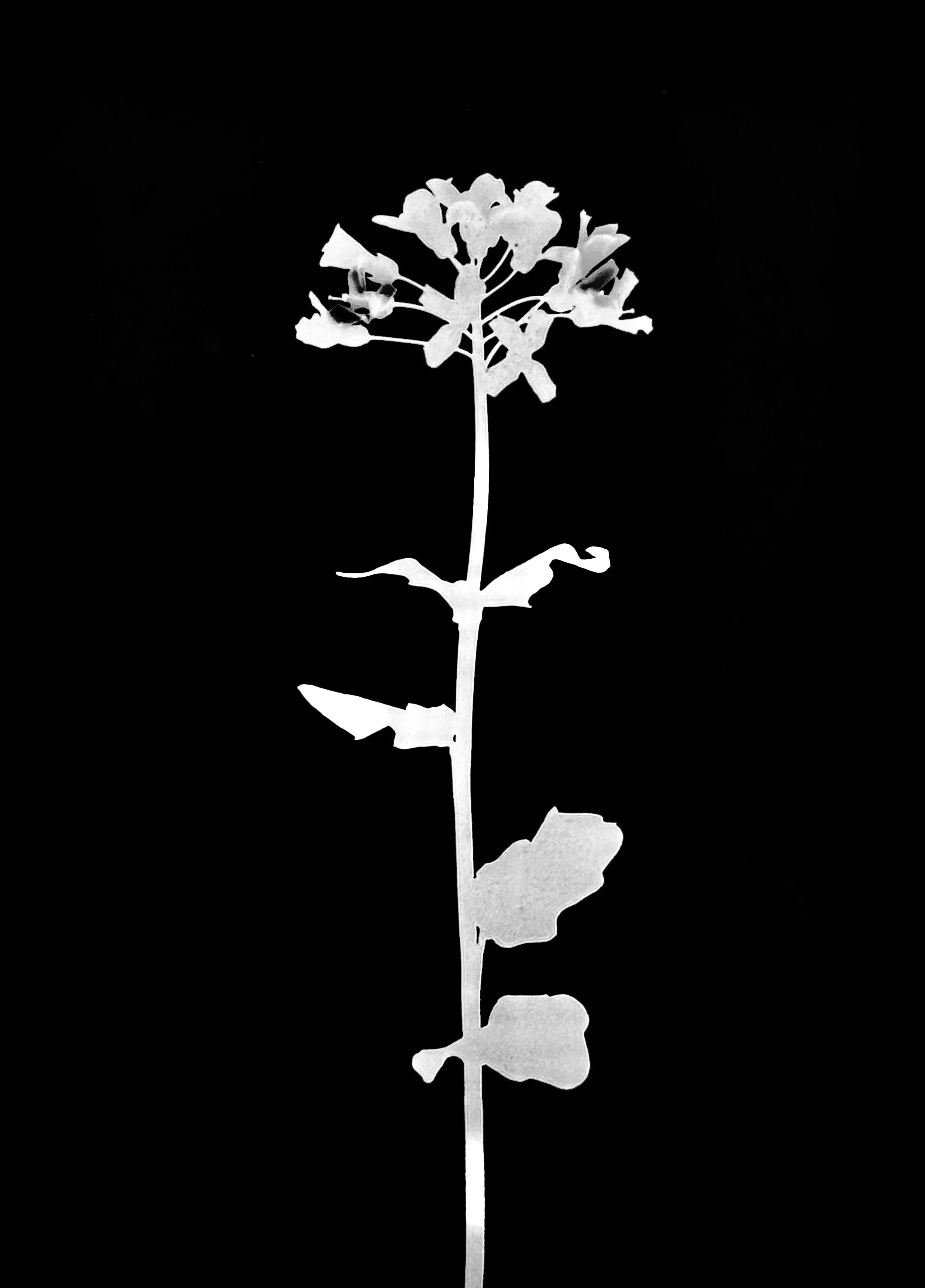 Purple/Spring Cress
Cardamine douglassii
5x7