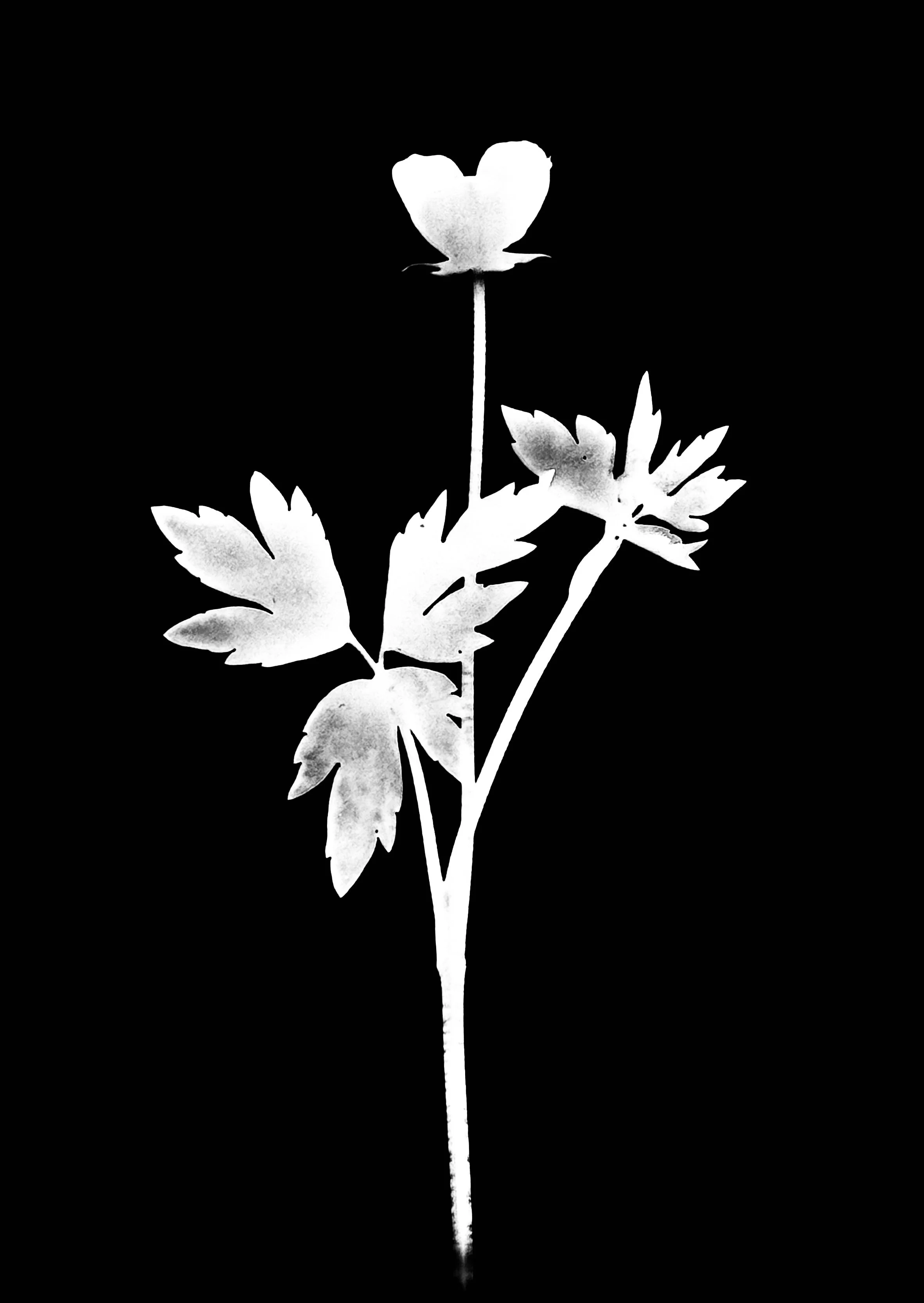 Swamp Crowfoot/Buttercup
Ranunculus septentrionalis
5x7